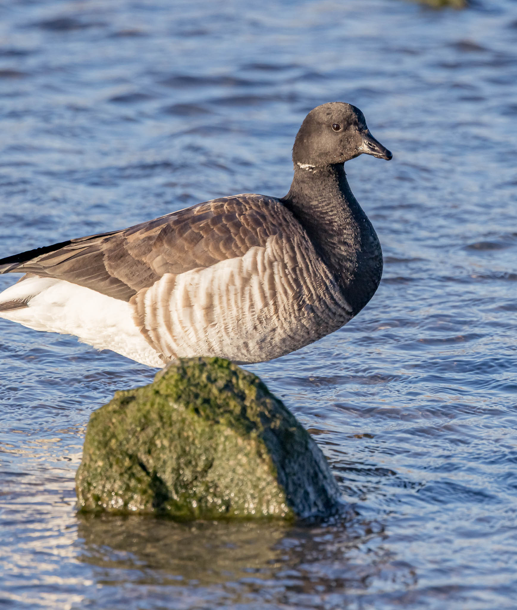 Brant