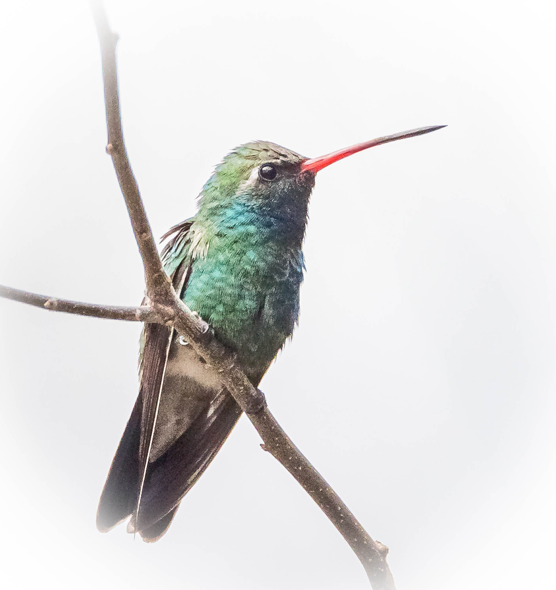 Broad-billed Hummingbird