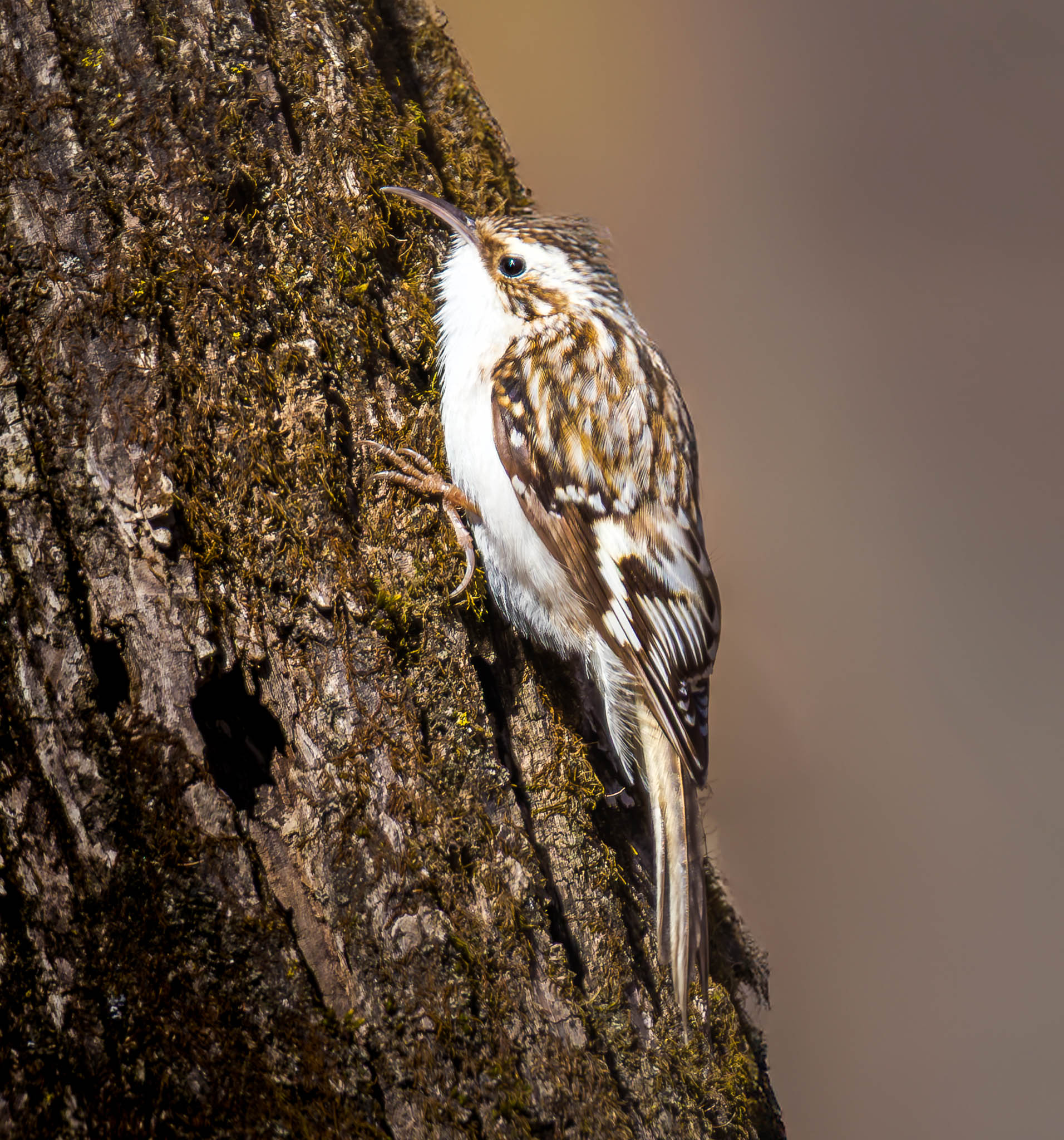 Brown Creeper