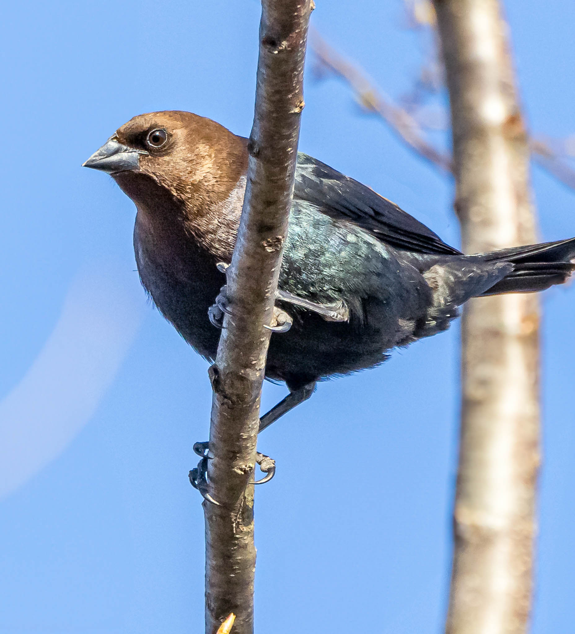 Brown-headed Cowbird