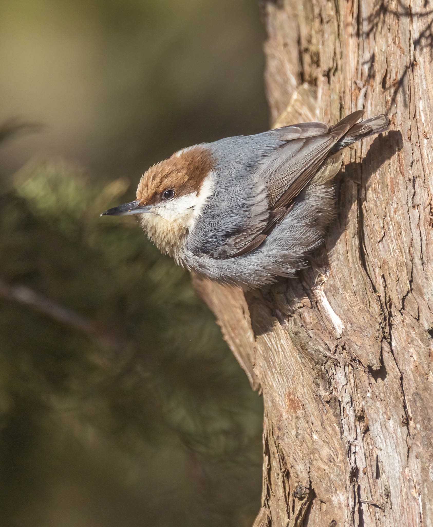 Brown-headed Nuthatch