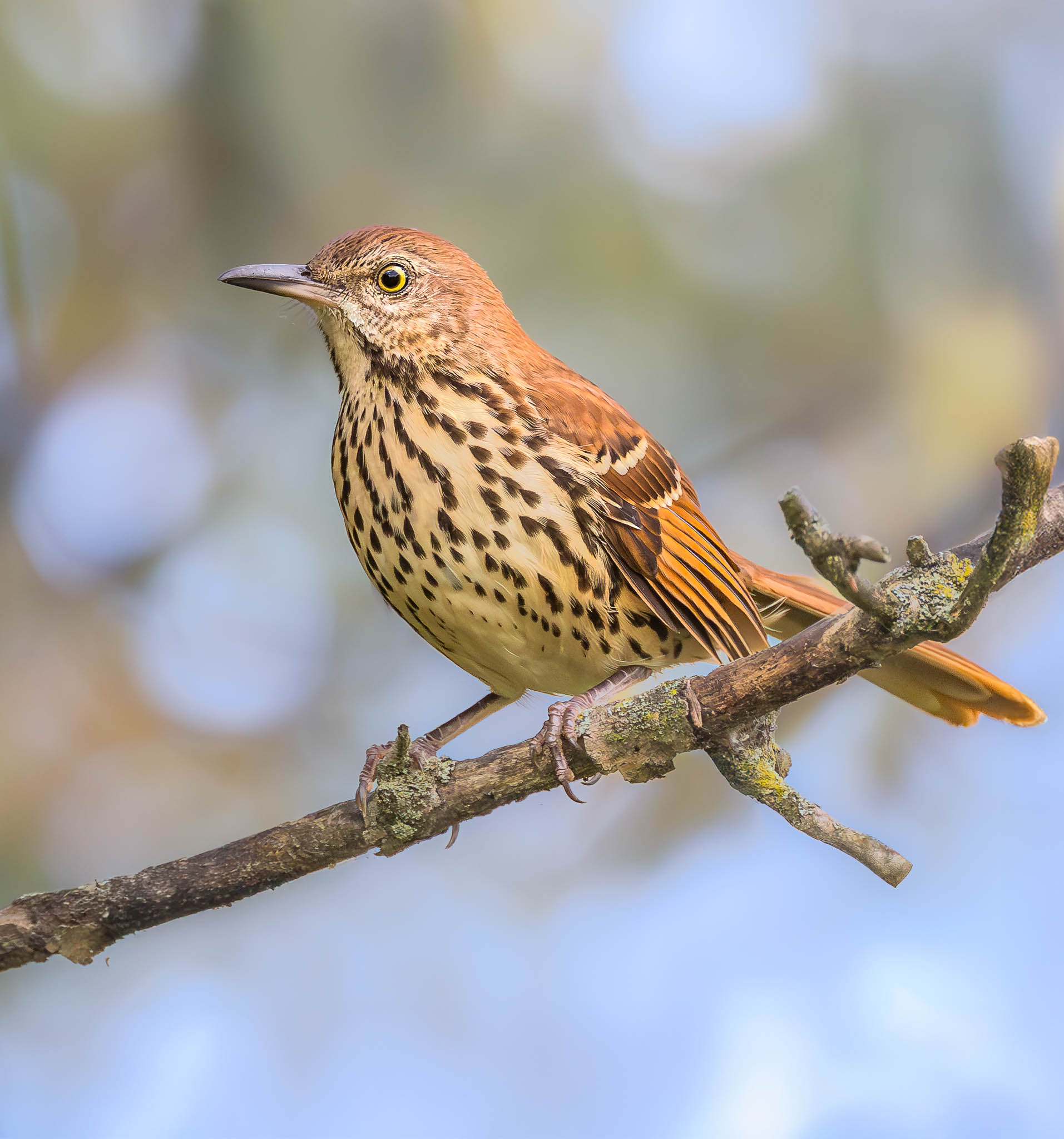 Brown Thrasher