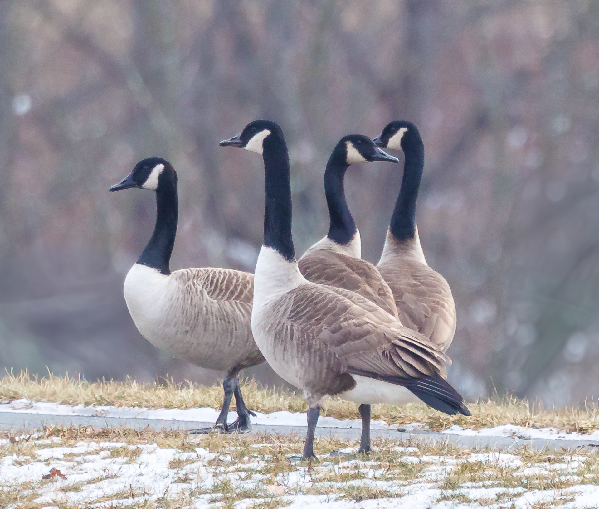 Canada Goose