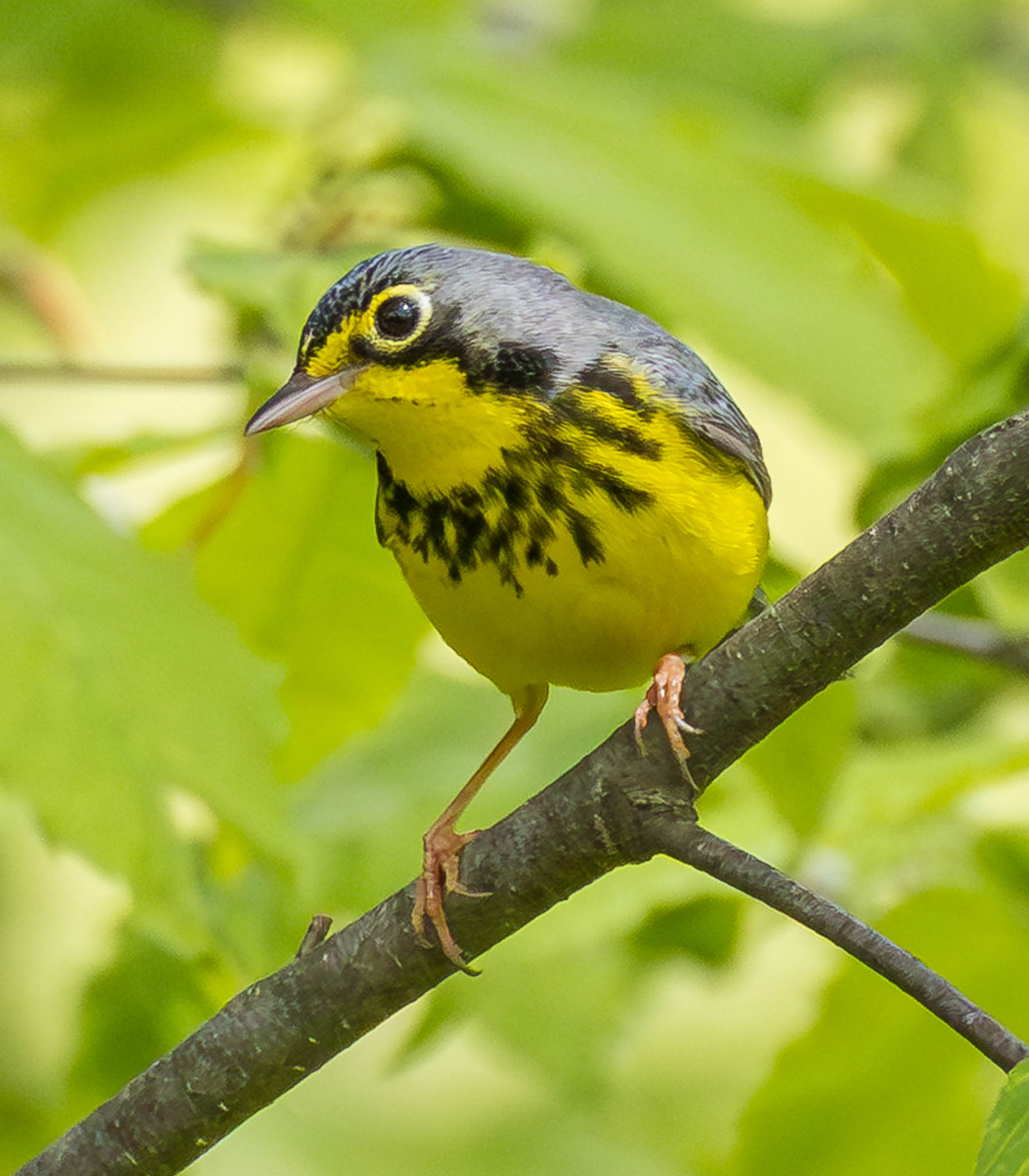 Canada Warbler