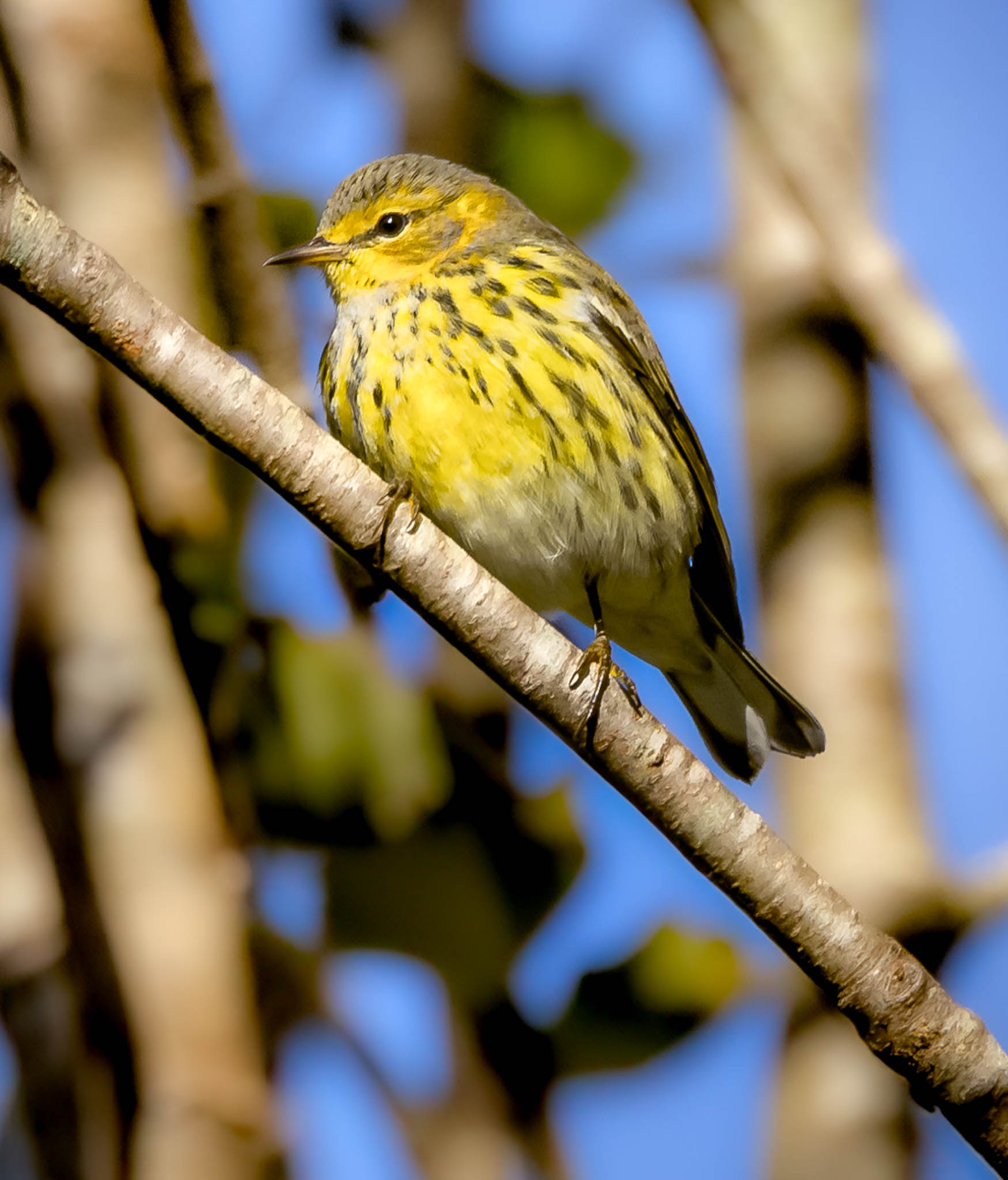 Cape May Warbler