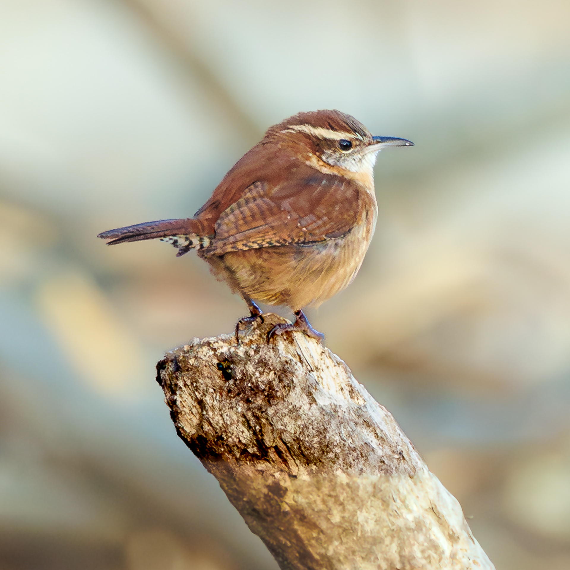 Carolina Wren
