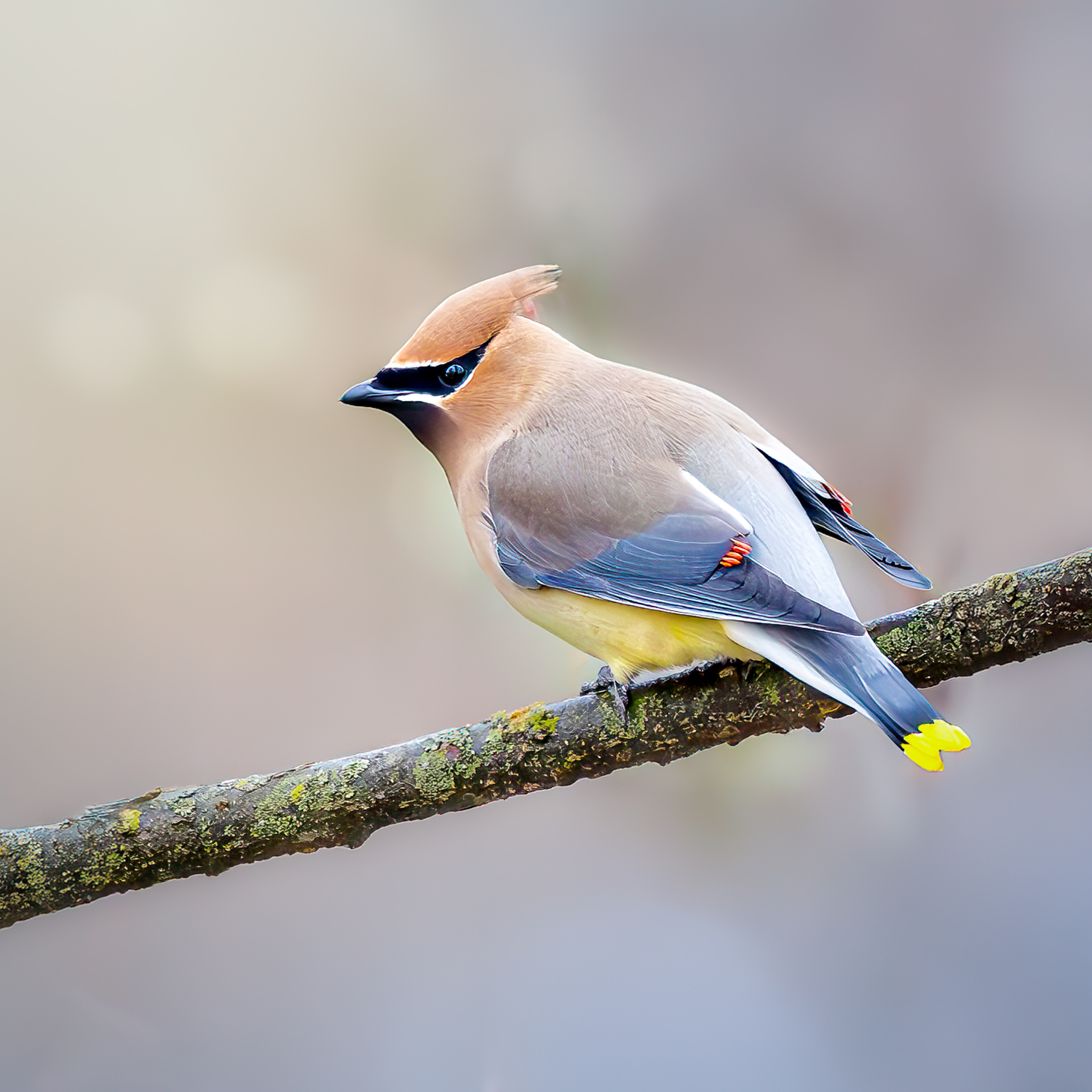 Cedar Waxwing