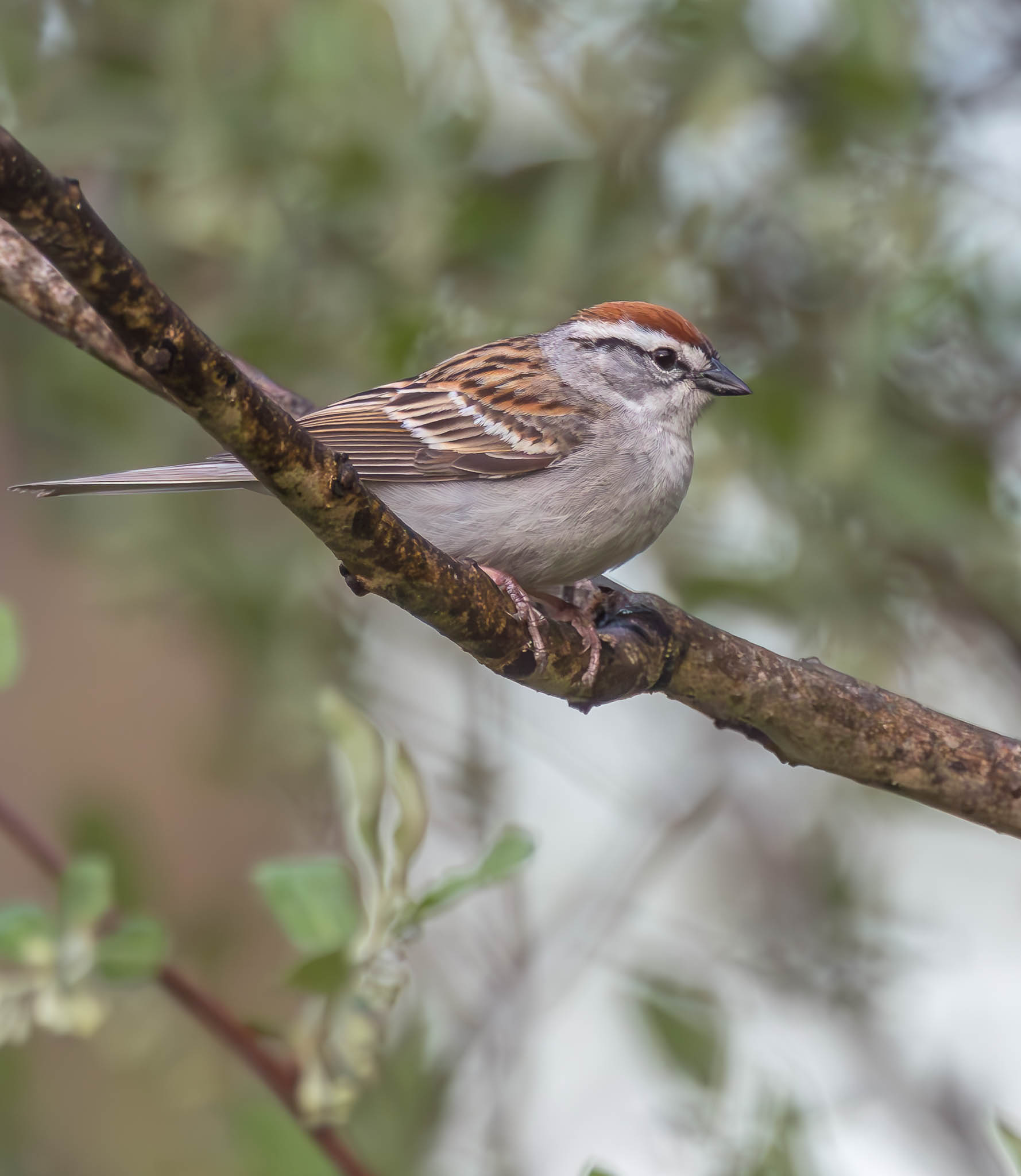 Chipping Sparrow
