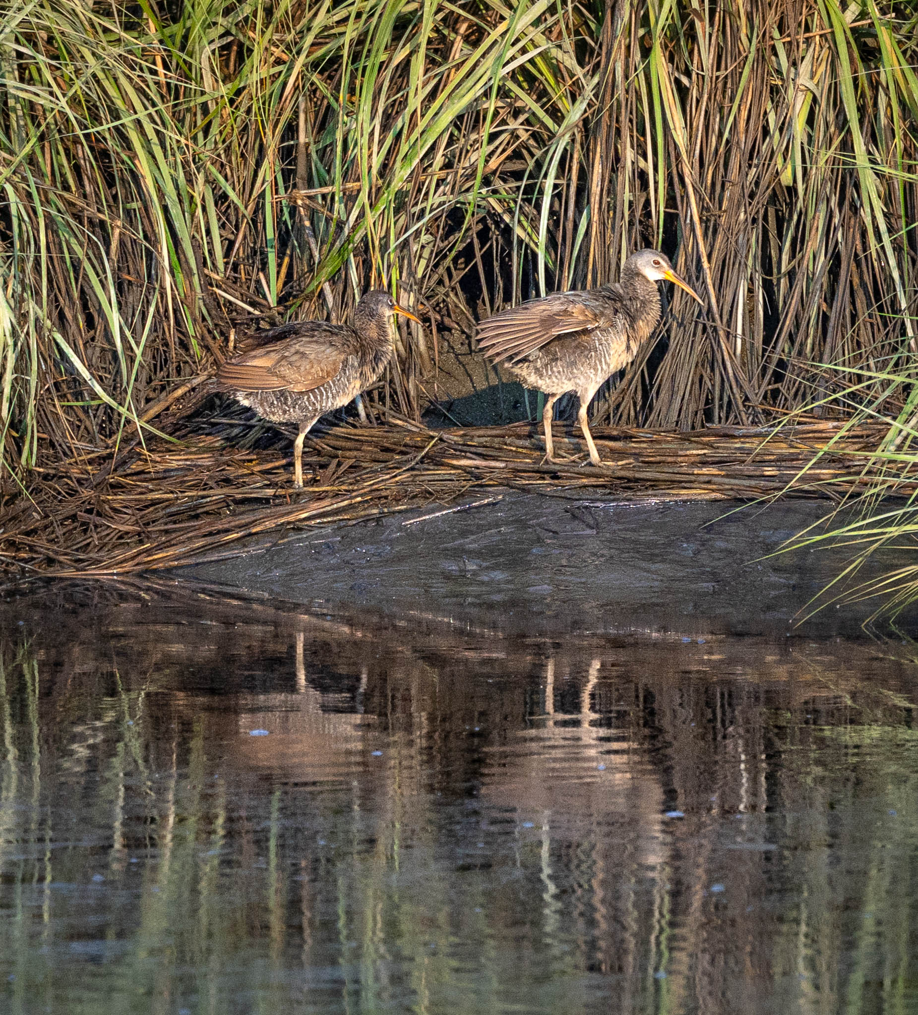 Clapper Rail