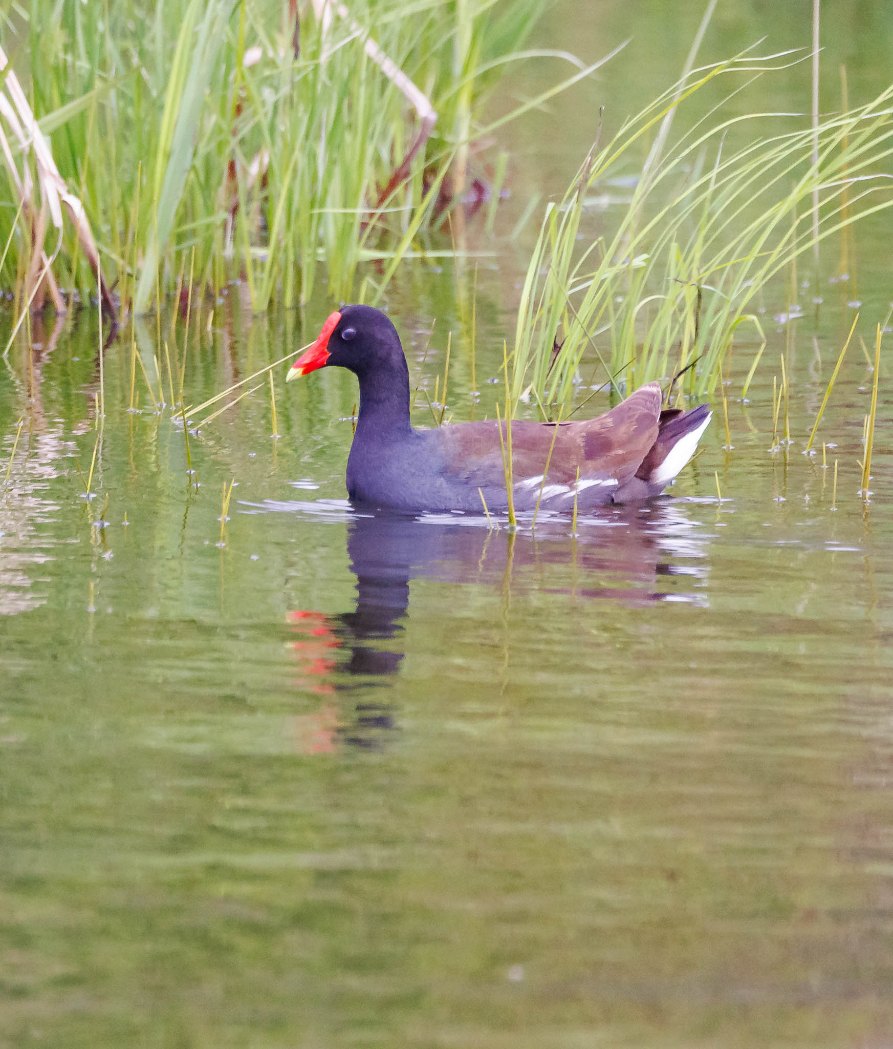 Common Gallinule