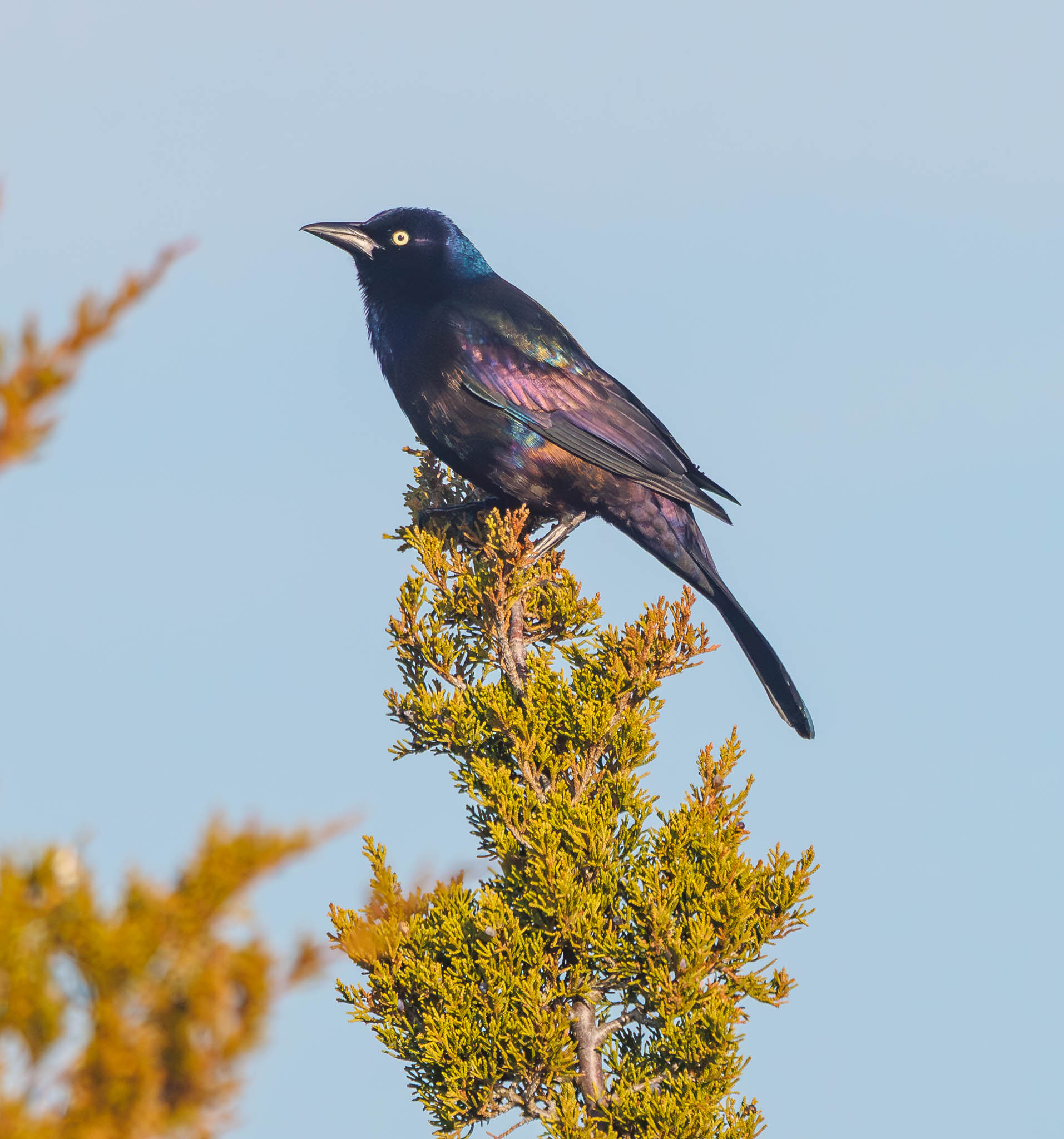 Common Grackle