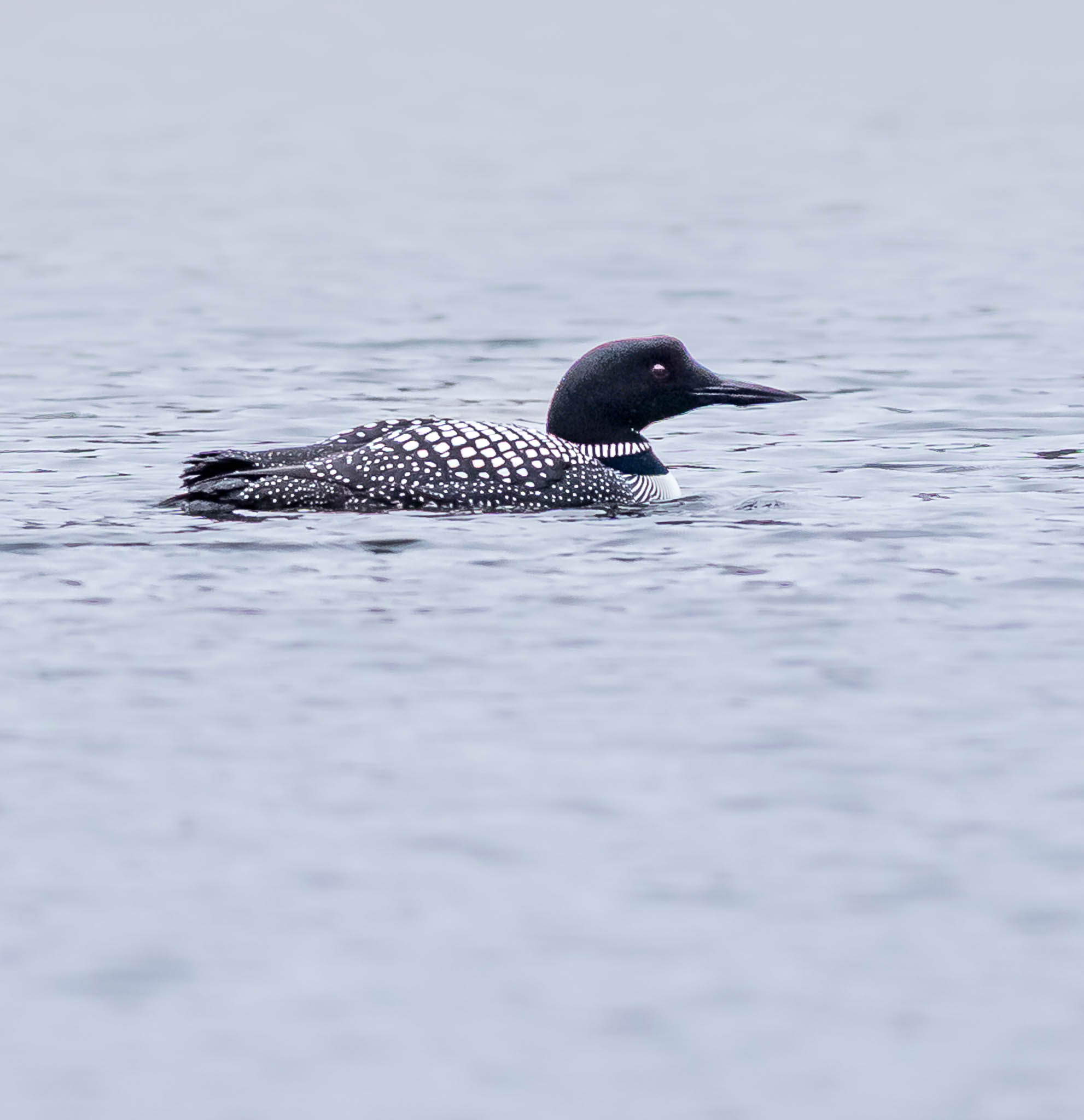 Common Loon