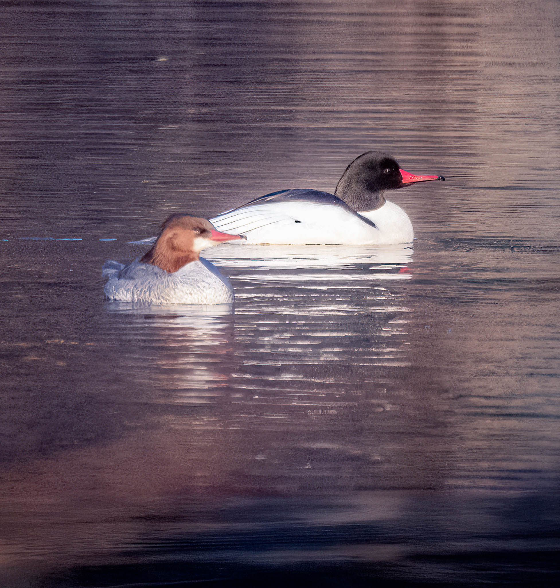 Common Merganser