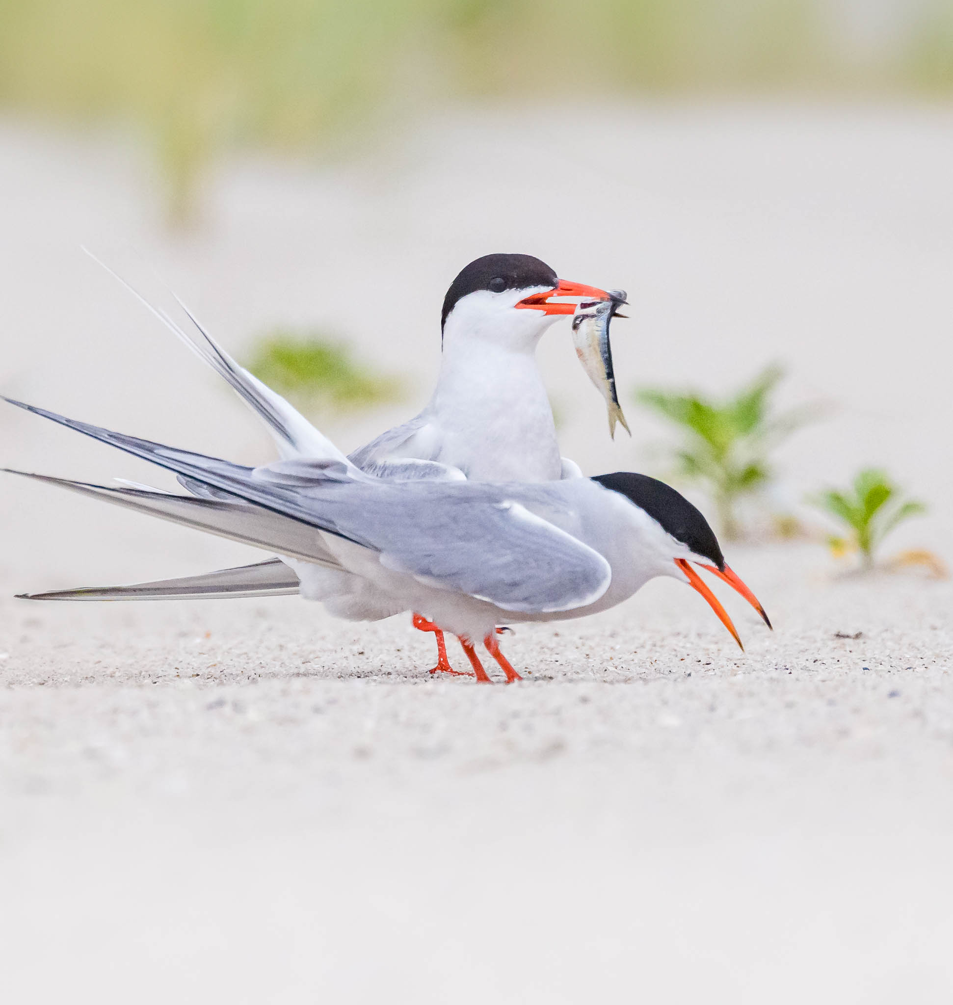 Common Tern
