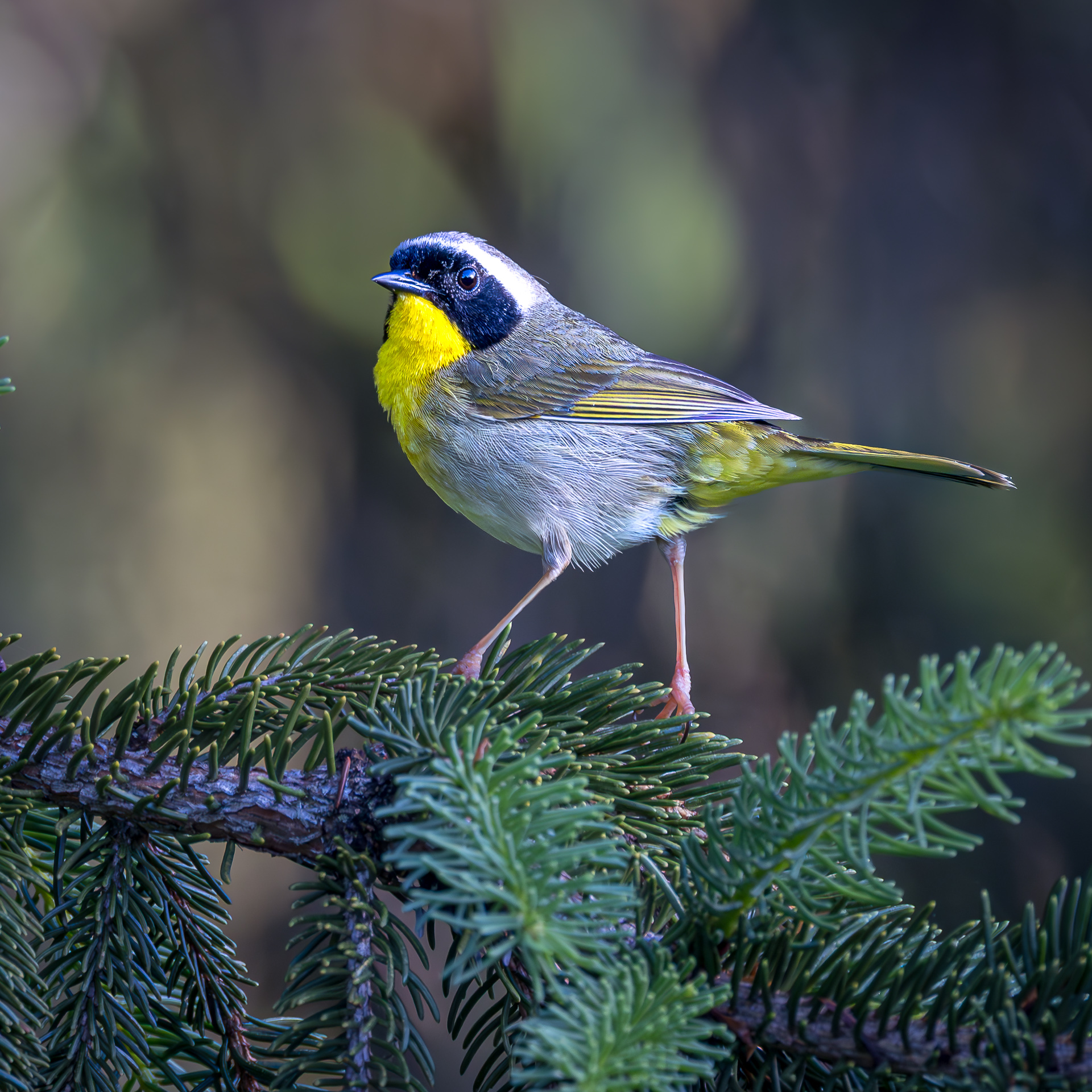 Common Yellowthroat