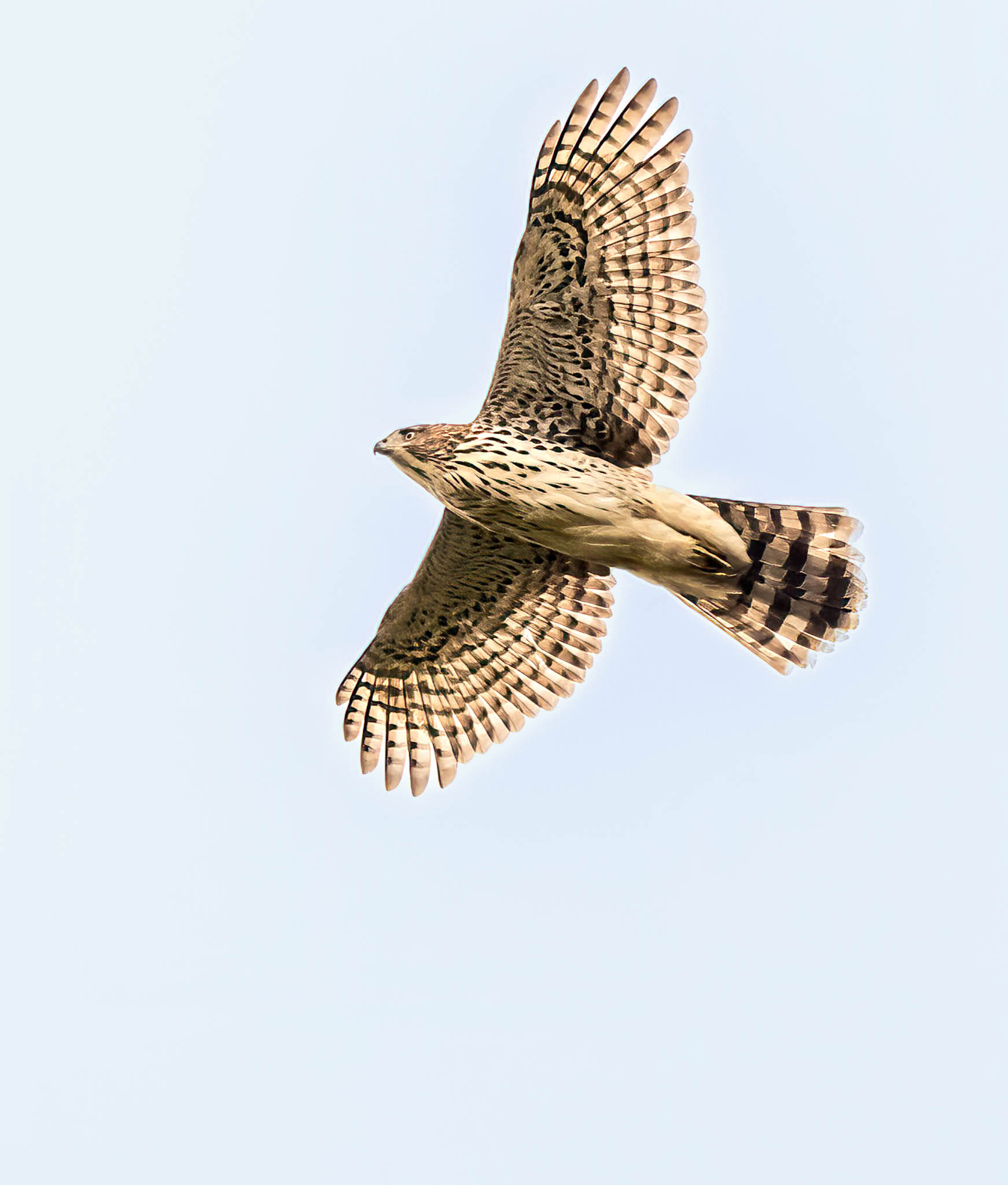 Cooper's Hawk