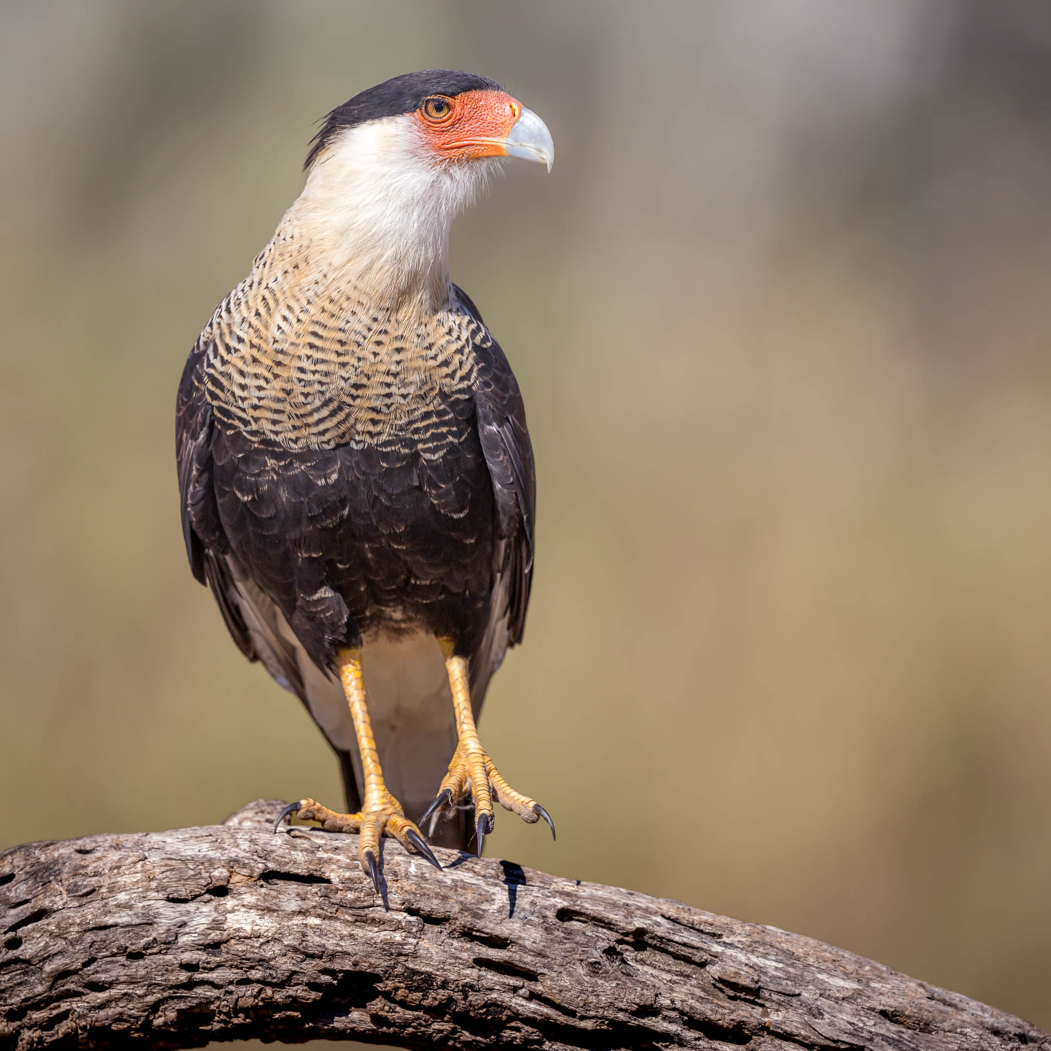 Crested Caracara