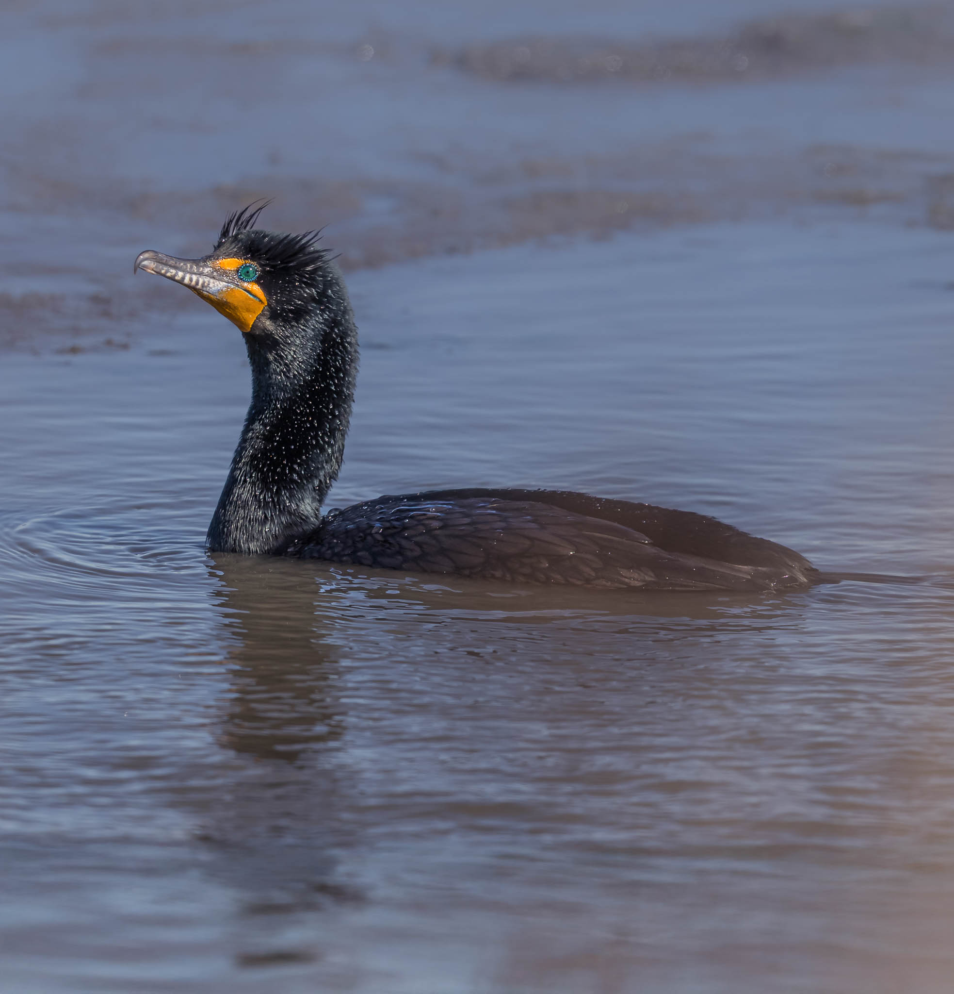 Double-crested Cormorant