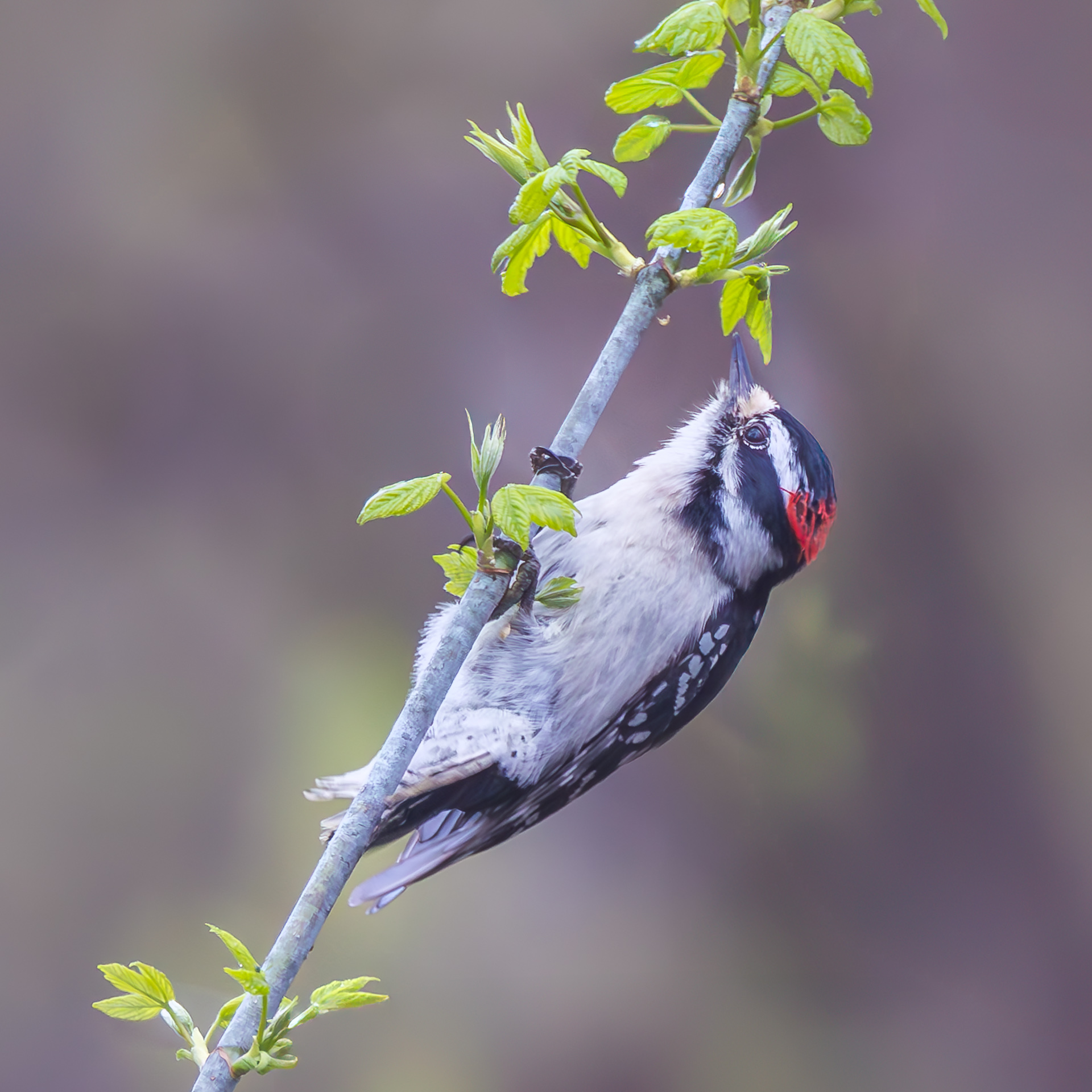 Downy Woodpecker