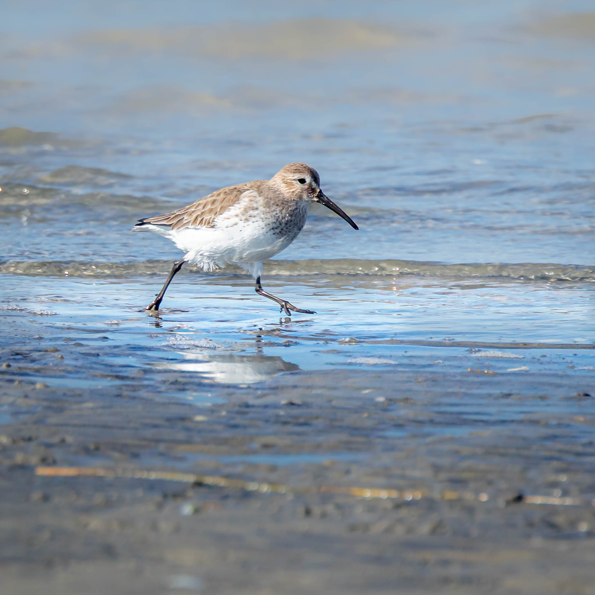Dunlin