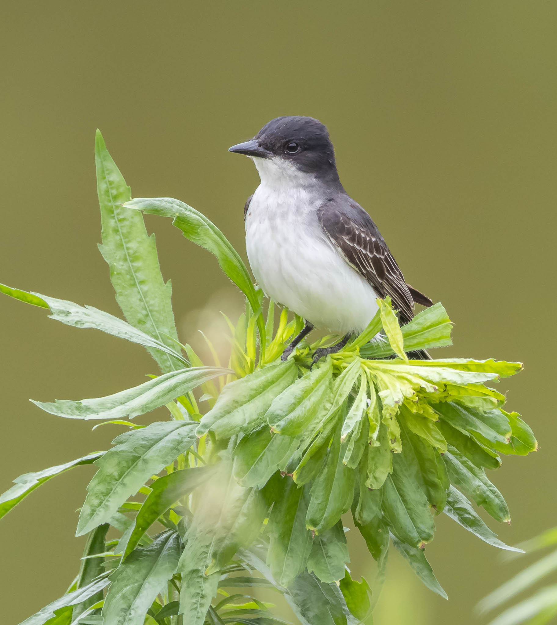 Eastern Kingbird