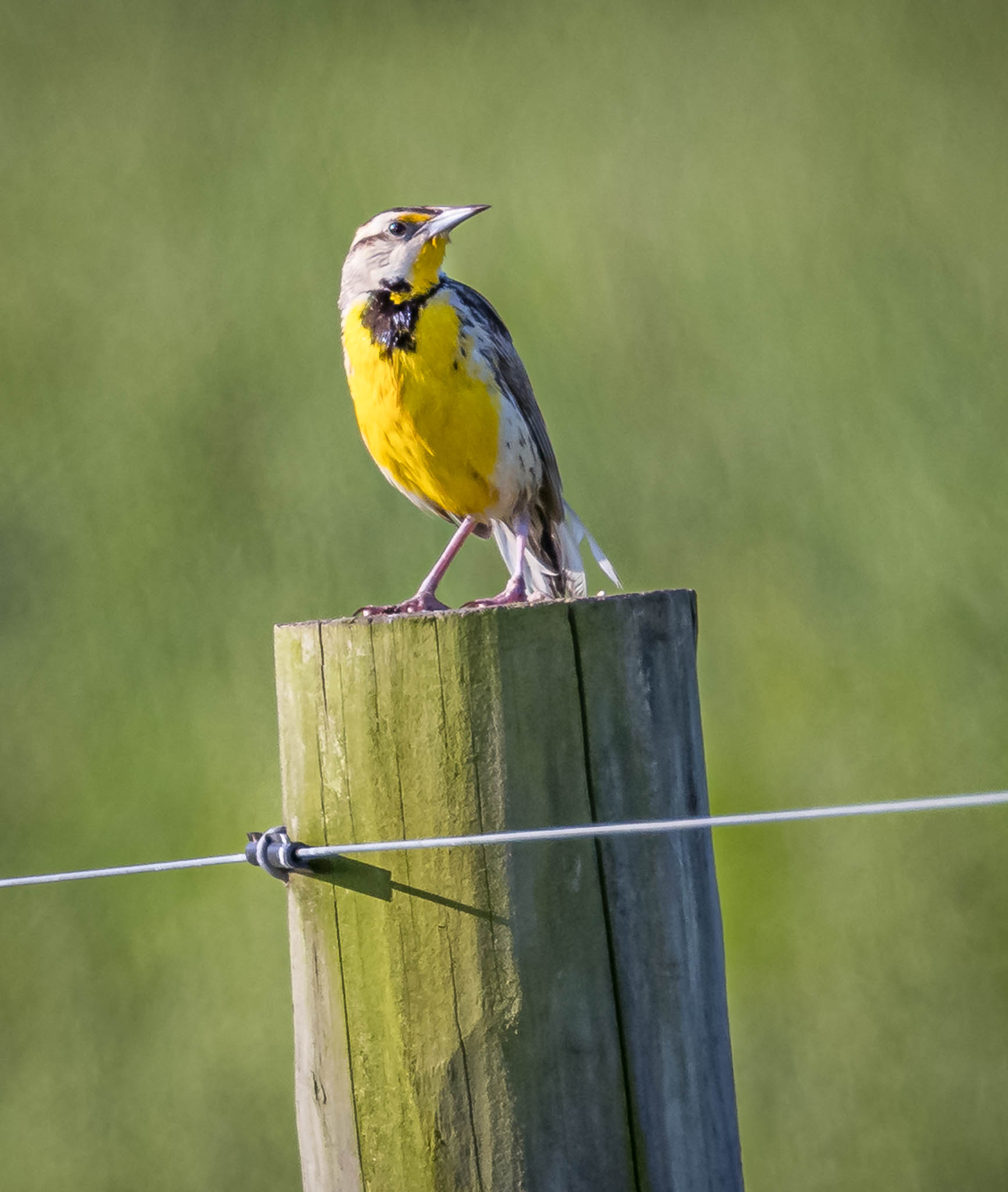 Eastern Meadowlark