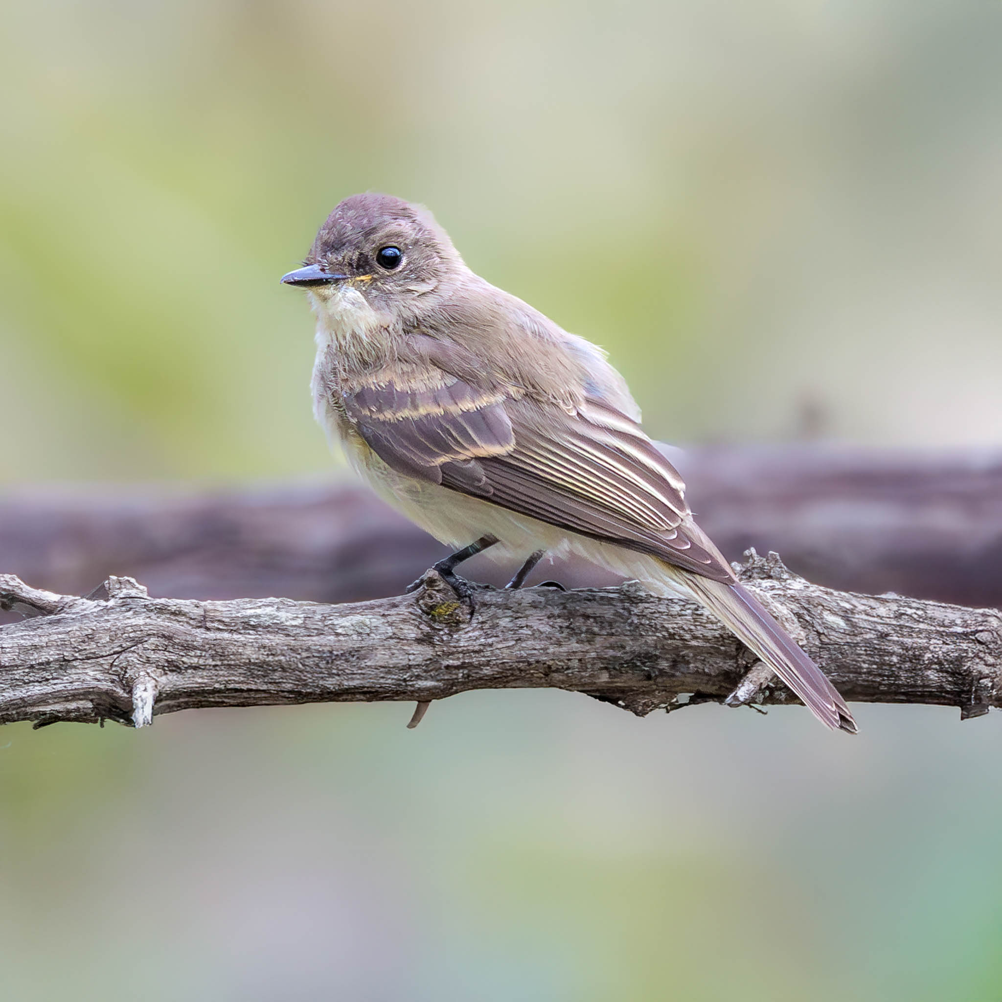 Eastern Phoebe