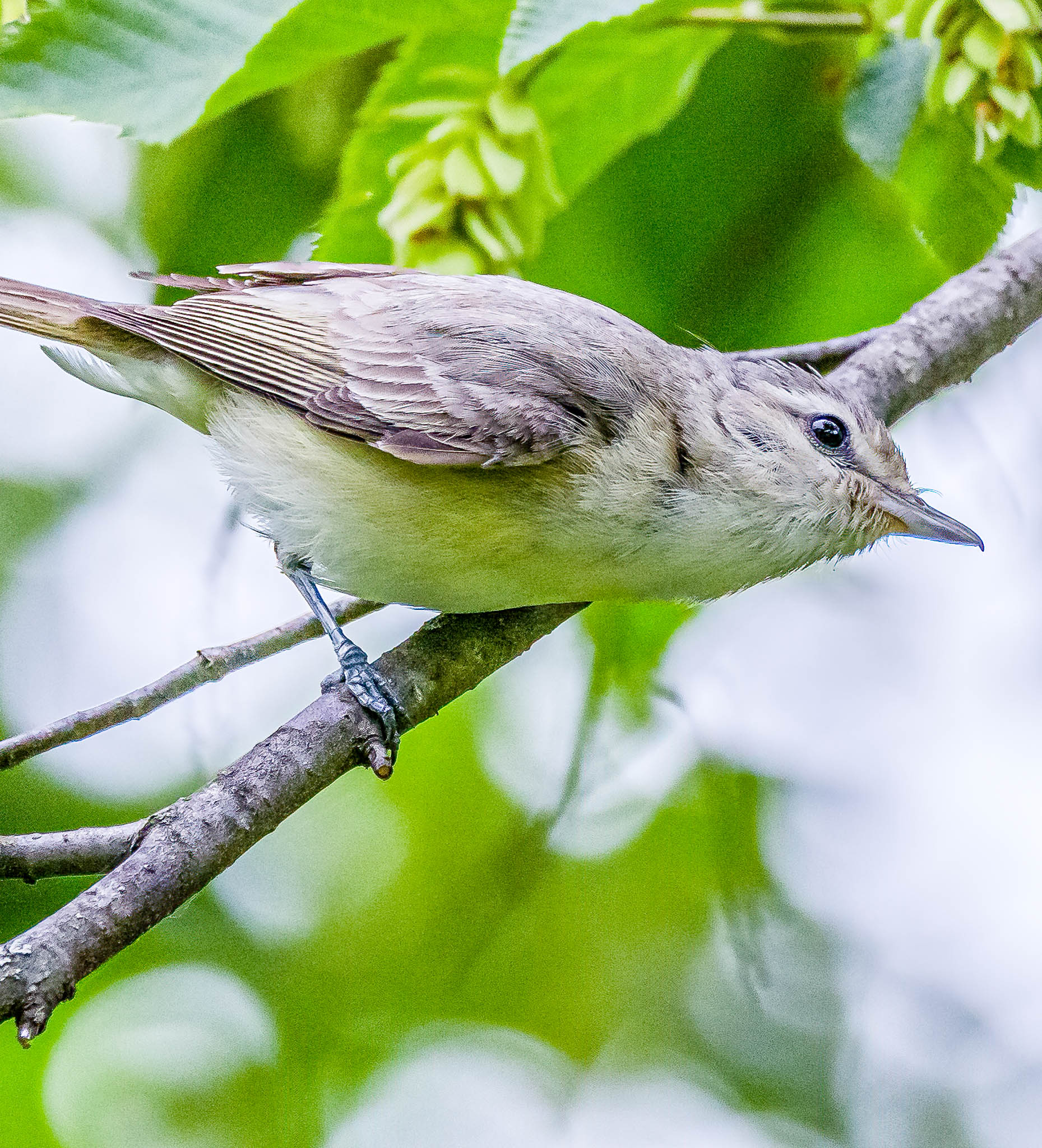Eastern Warbling Vireo