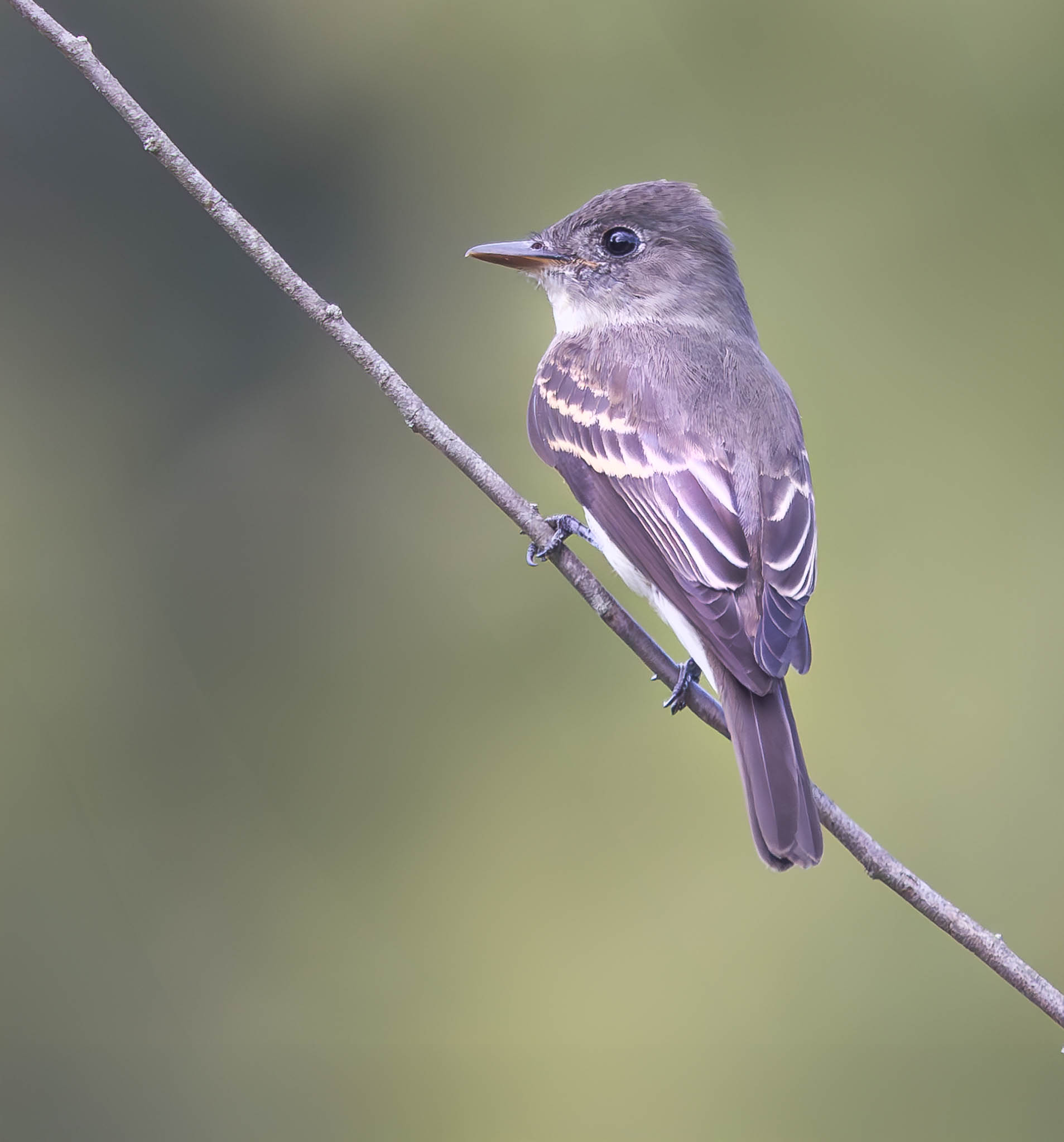 Eastern Wood-Pewee