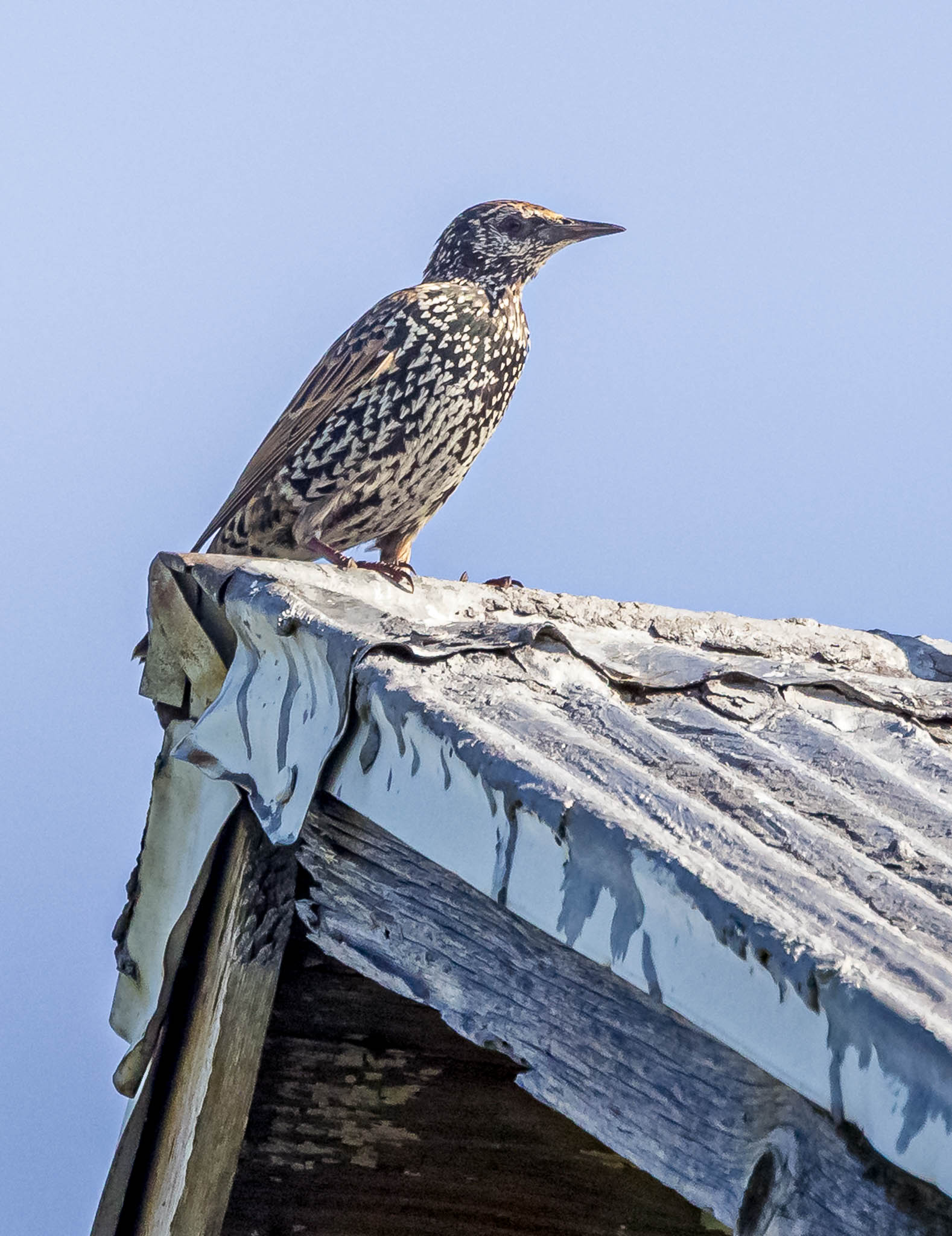 European Starling