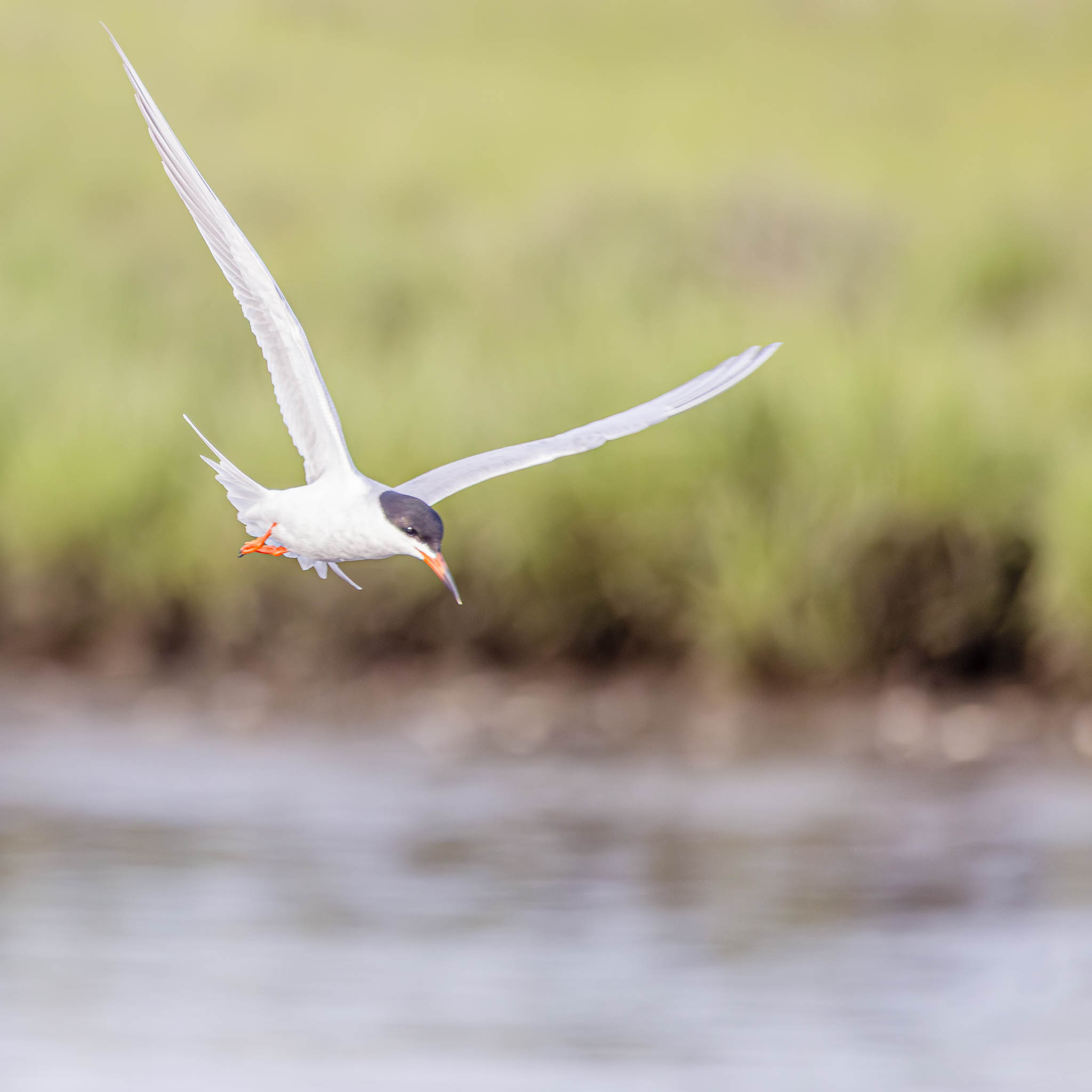 Forster's Tern