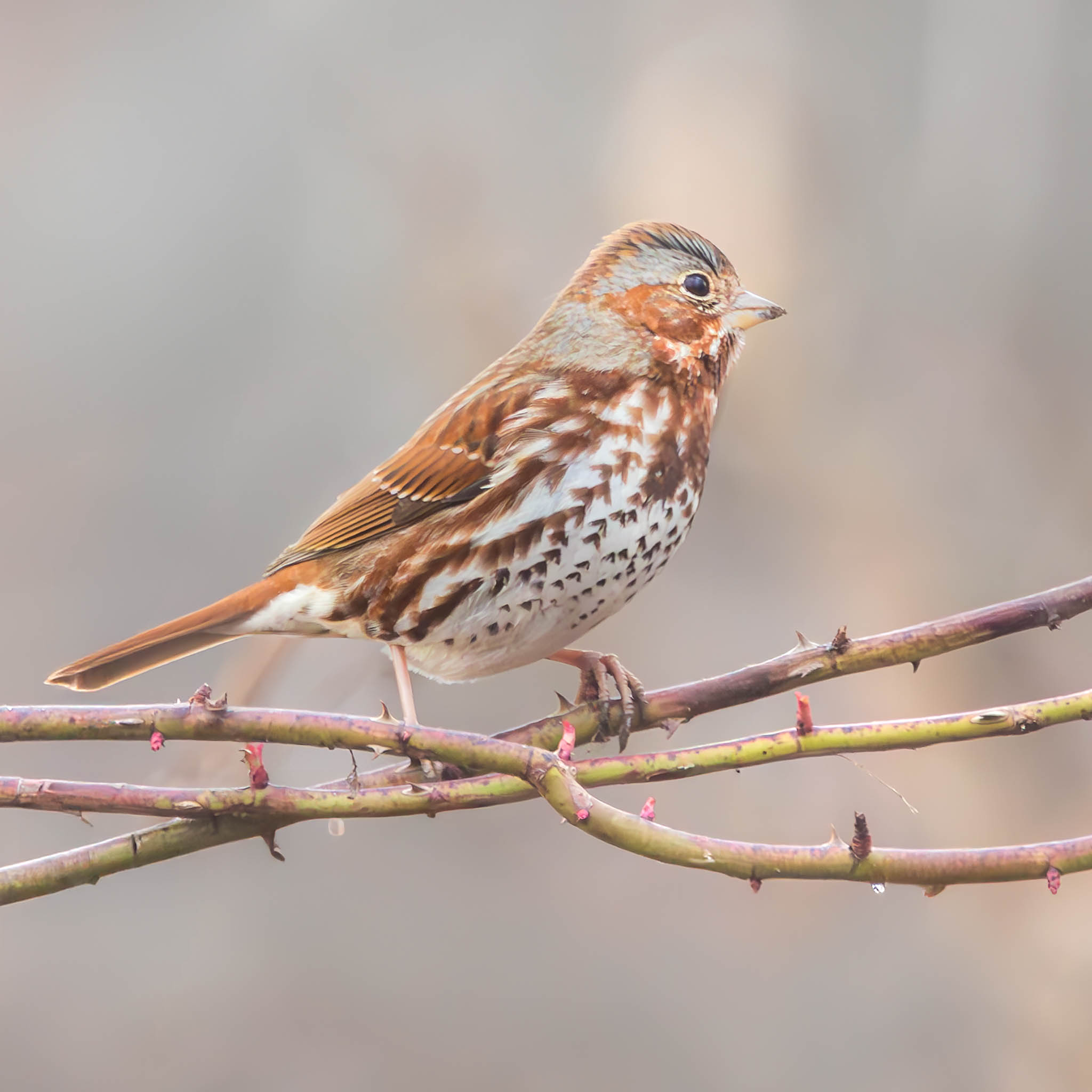 Fox Sparrow