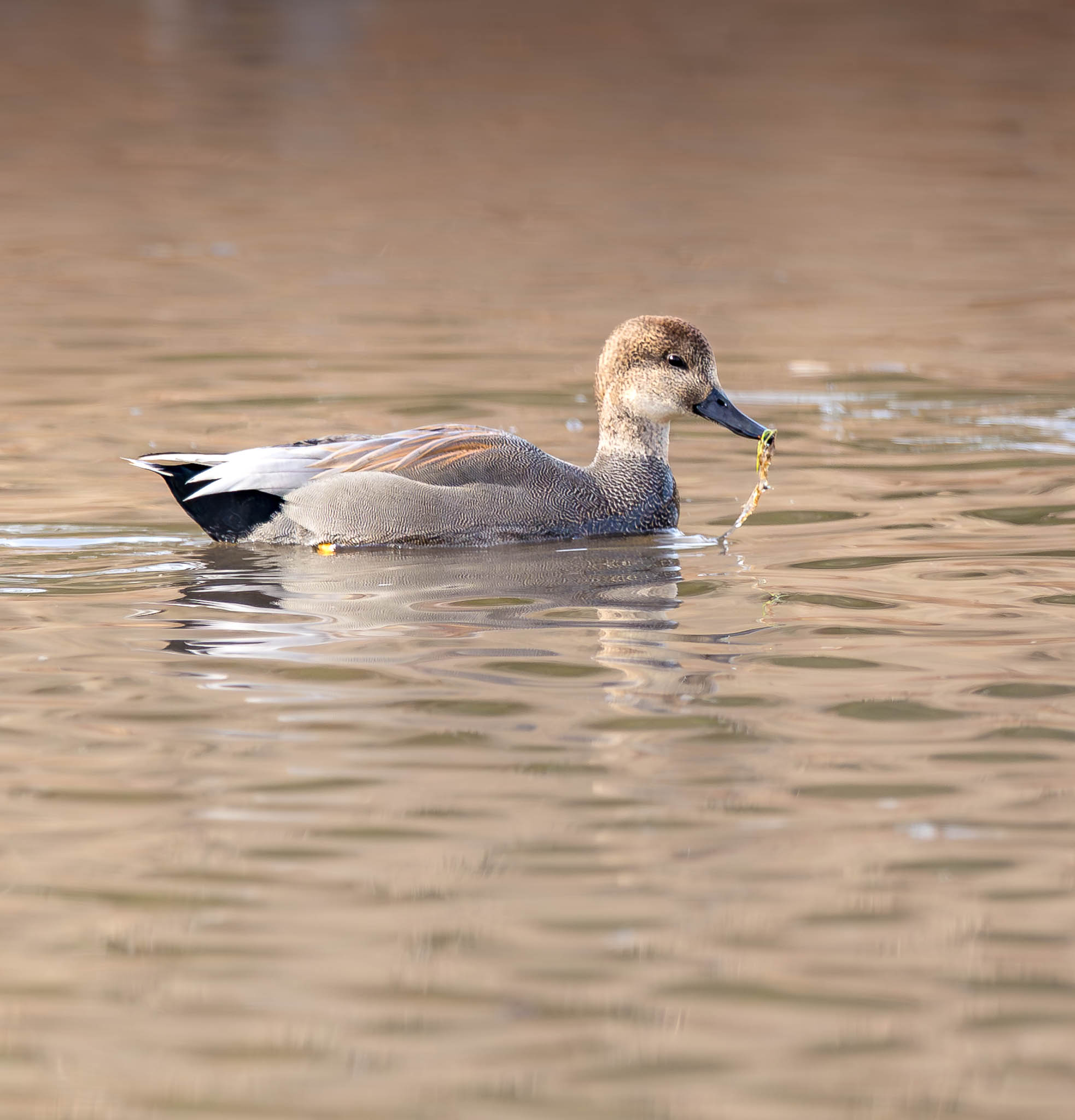 Gadwall