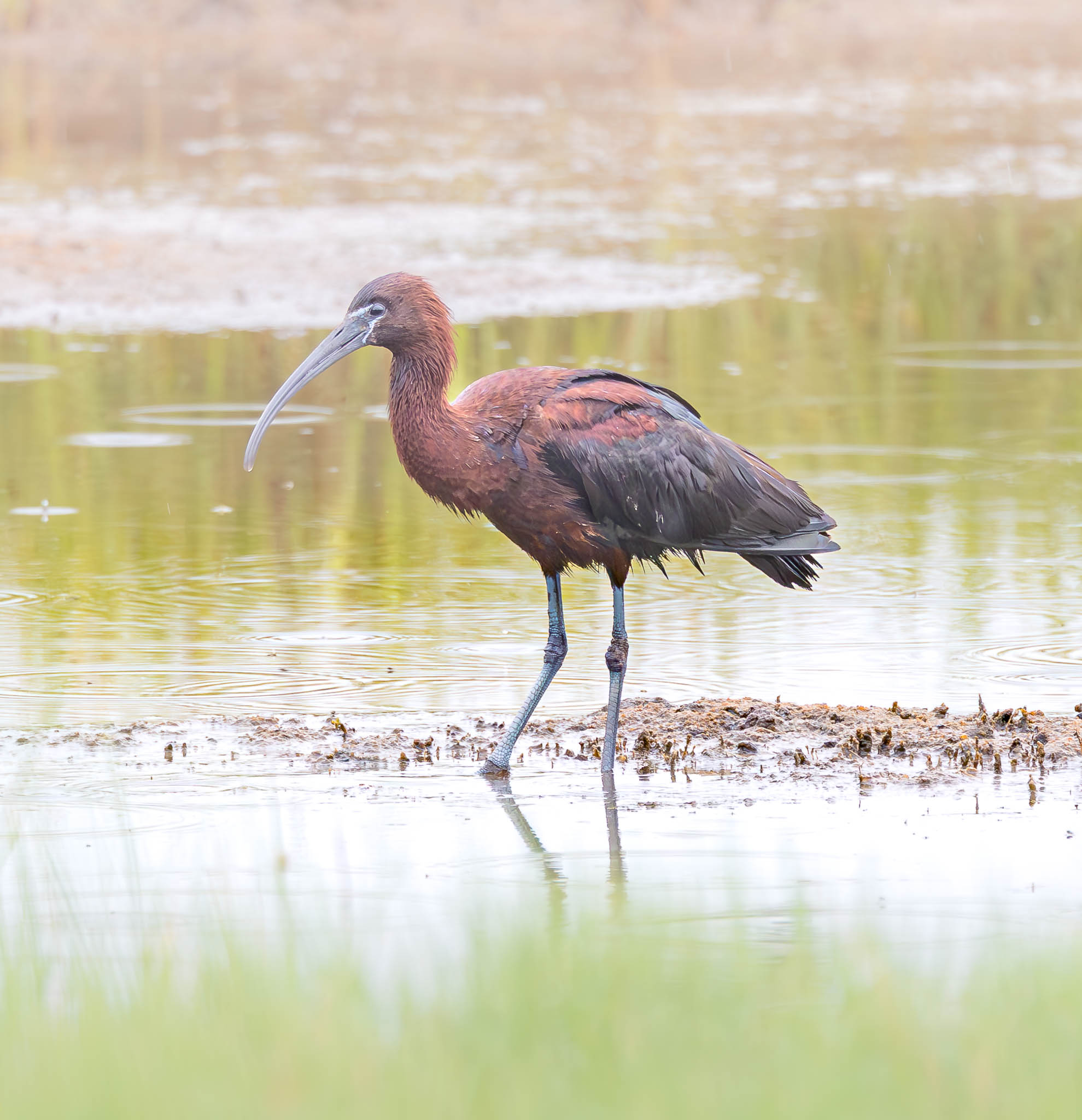 Glossy Ibis