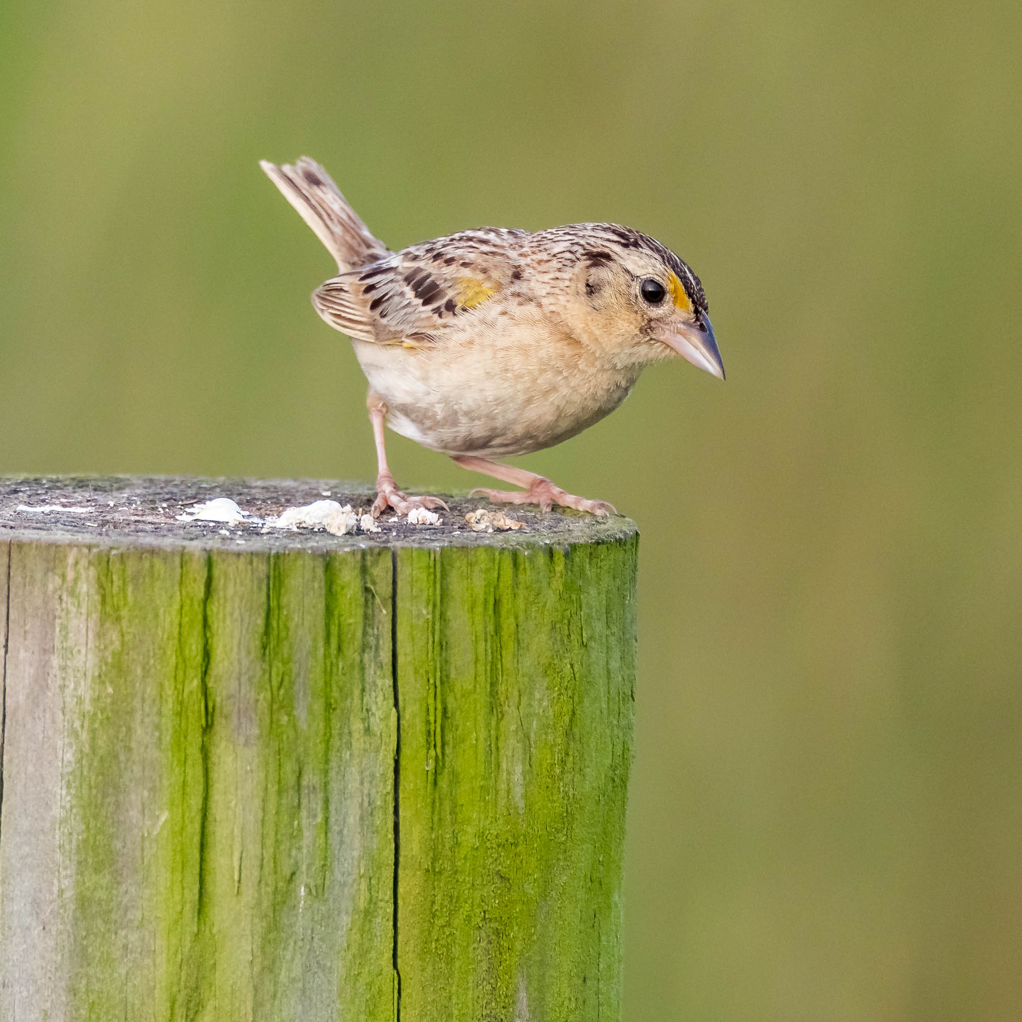 Grasshopper Sparrow