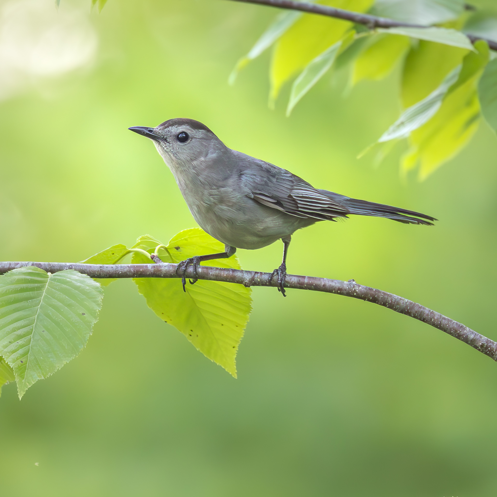 Gray Catbird