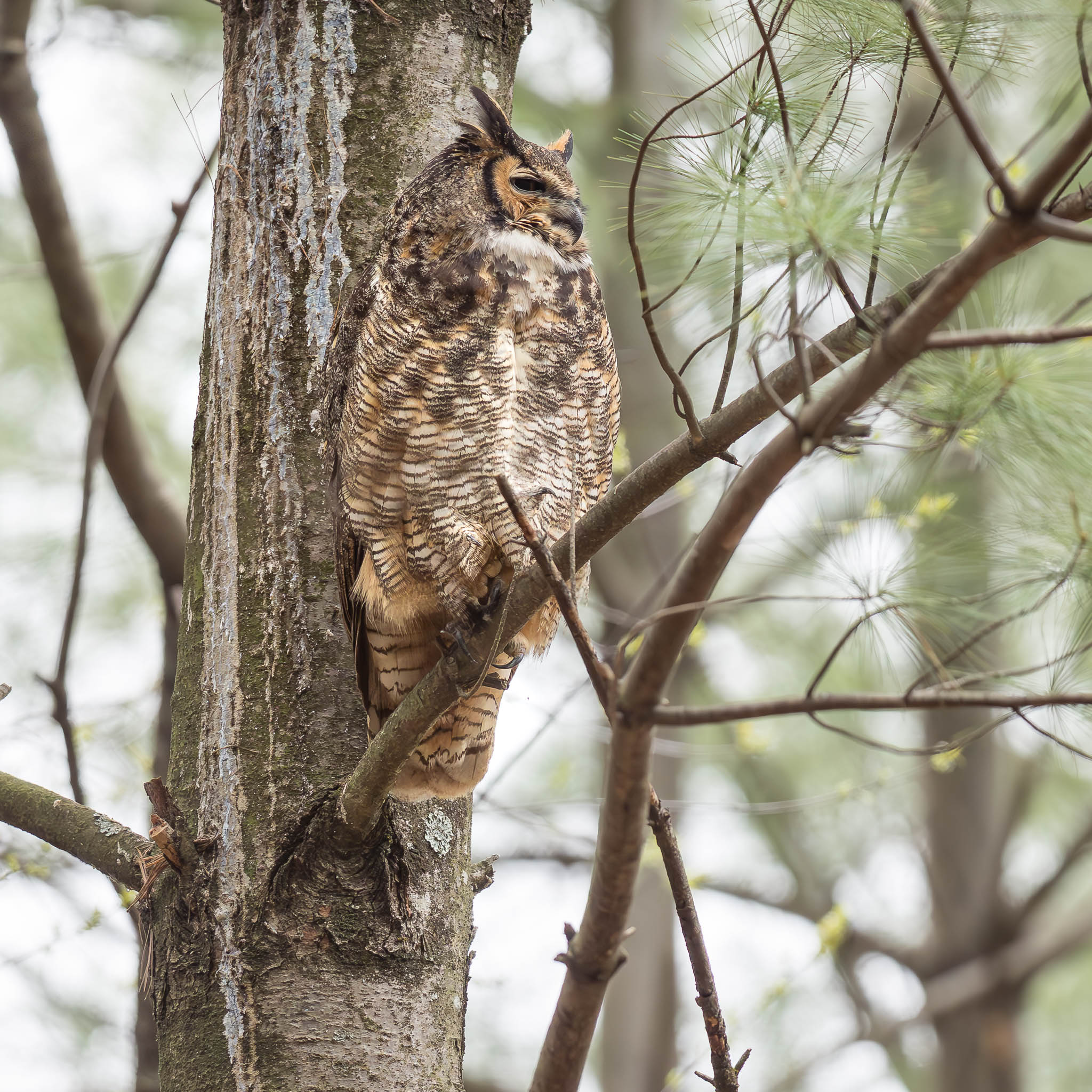 Great Horned Owl
