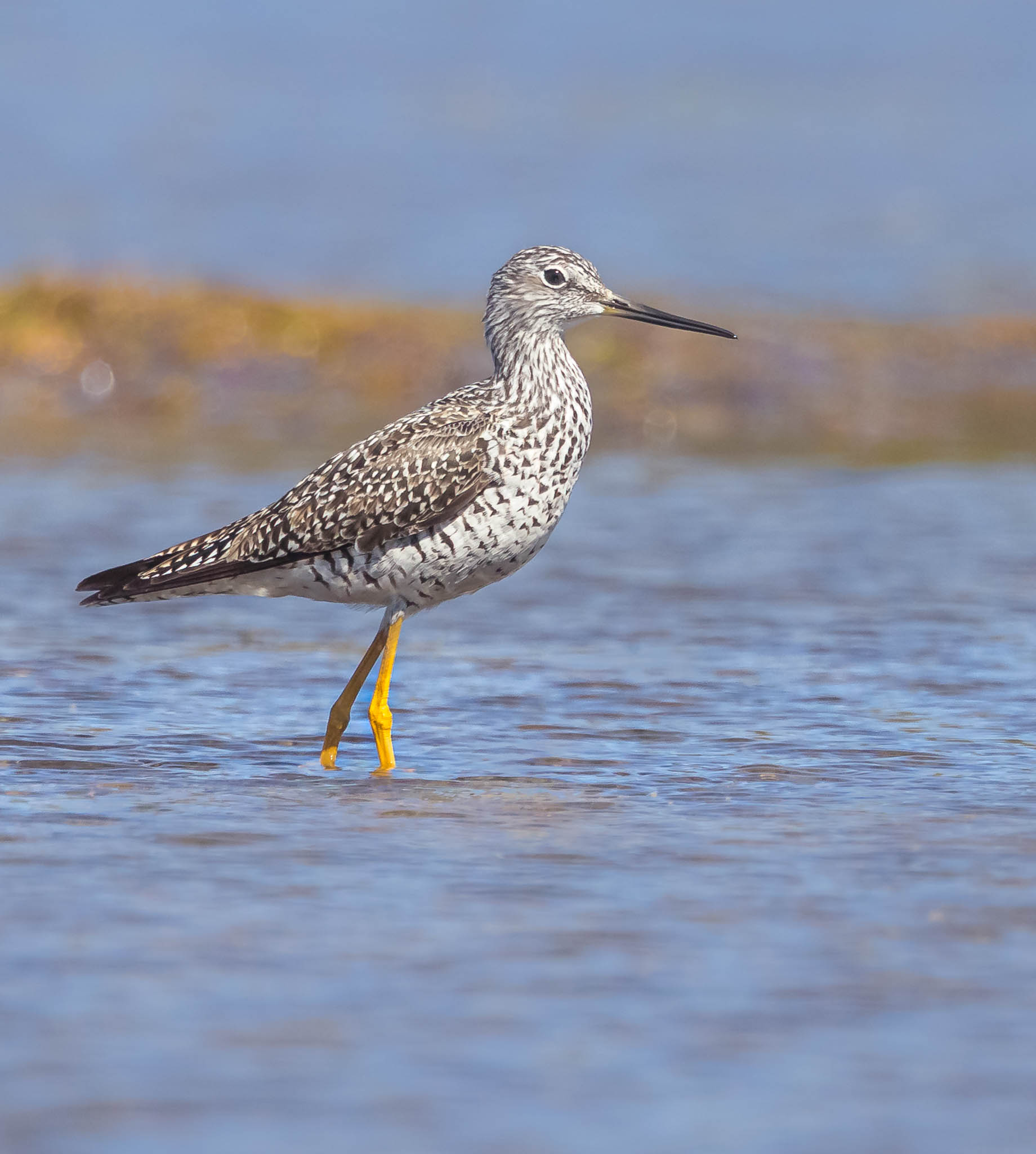 Greater Yellowlegs