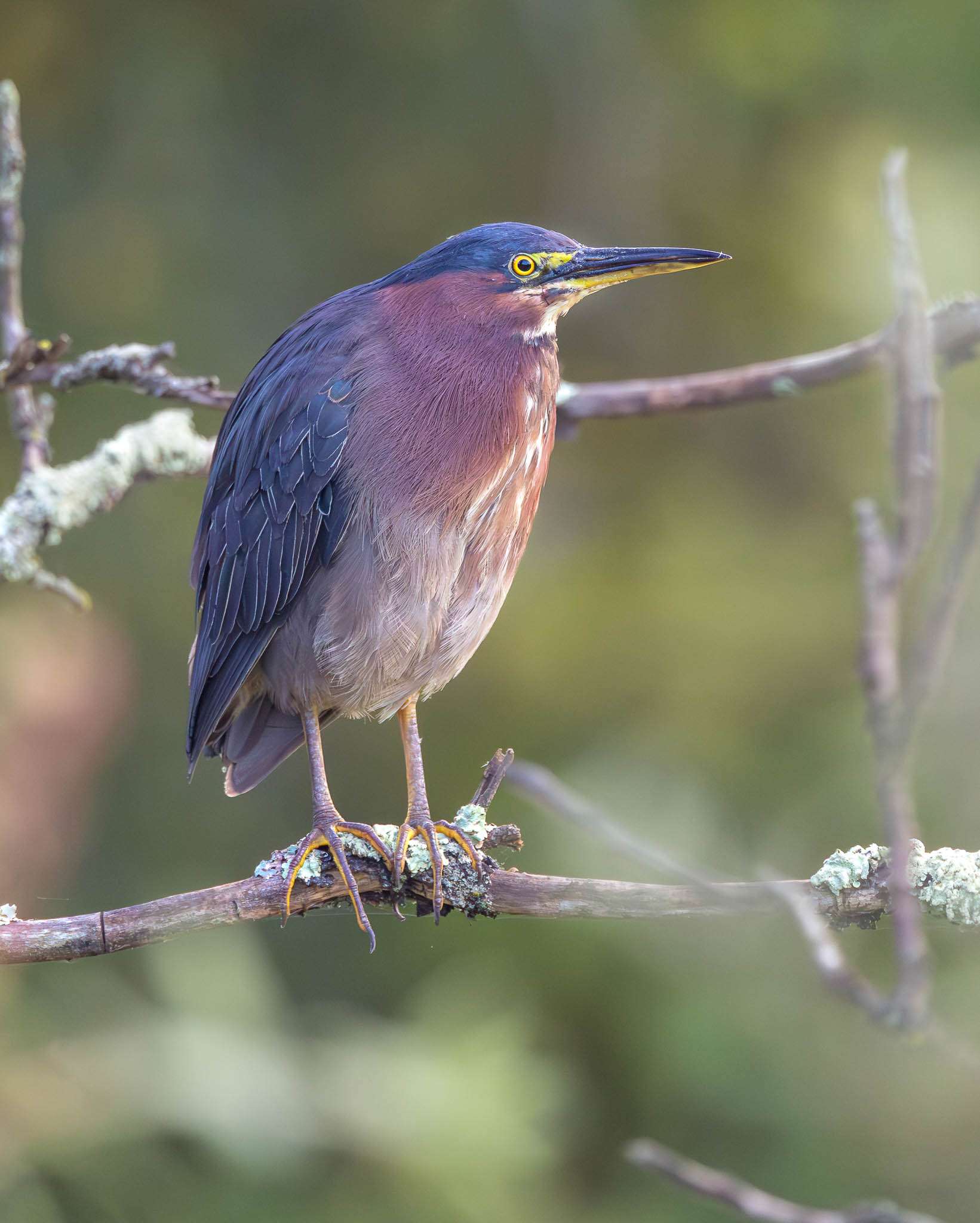 Green Heron