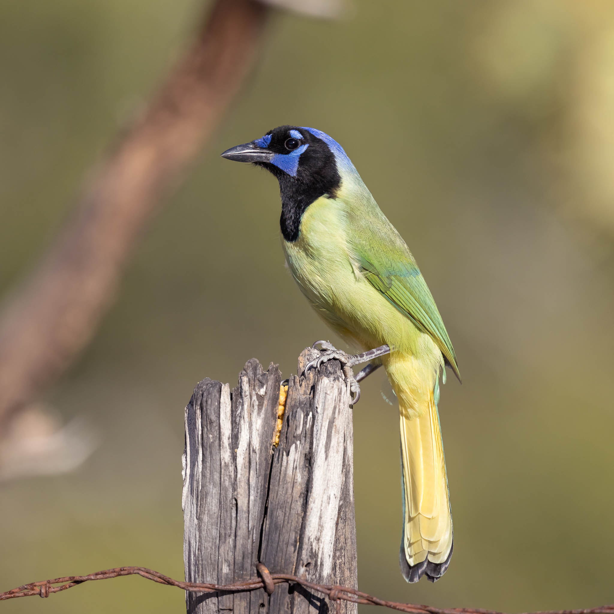 Green Jay