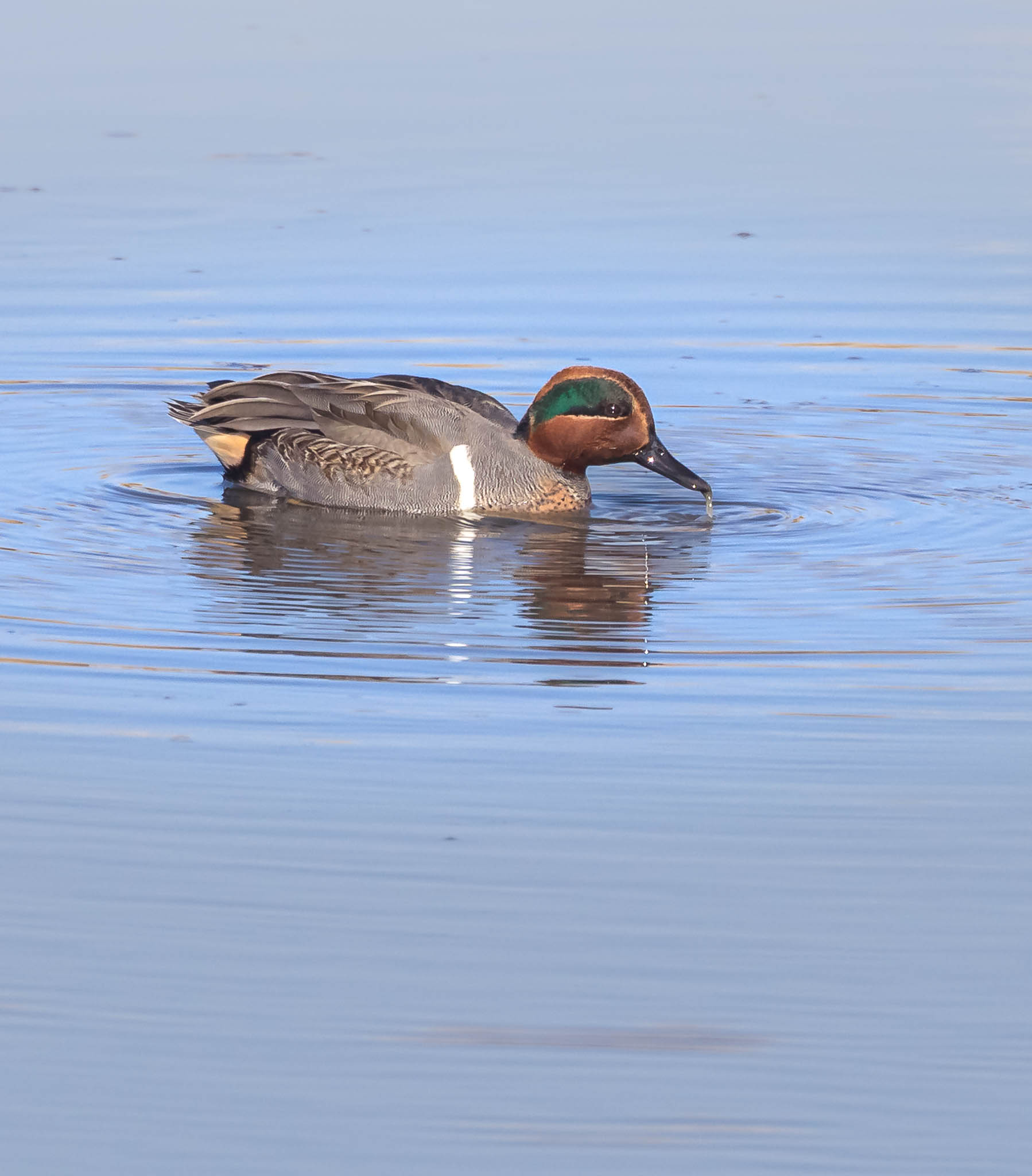 Green-winged Teal