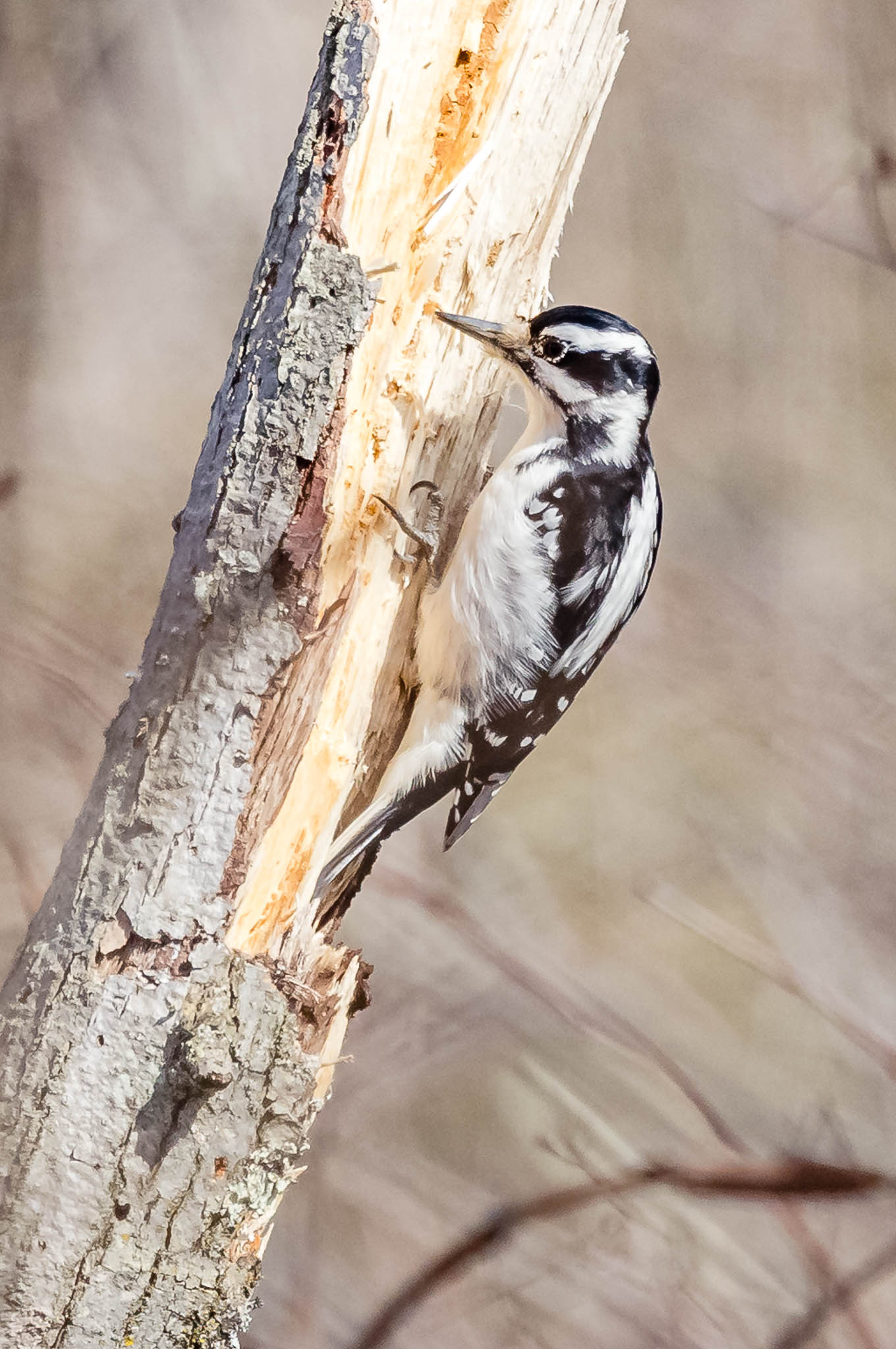 Hairy Woodpecker