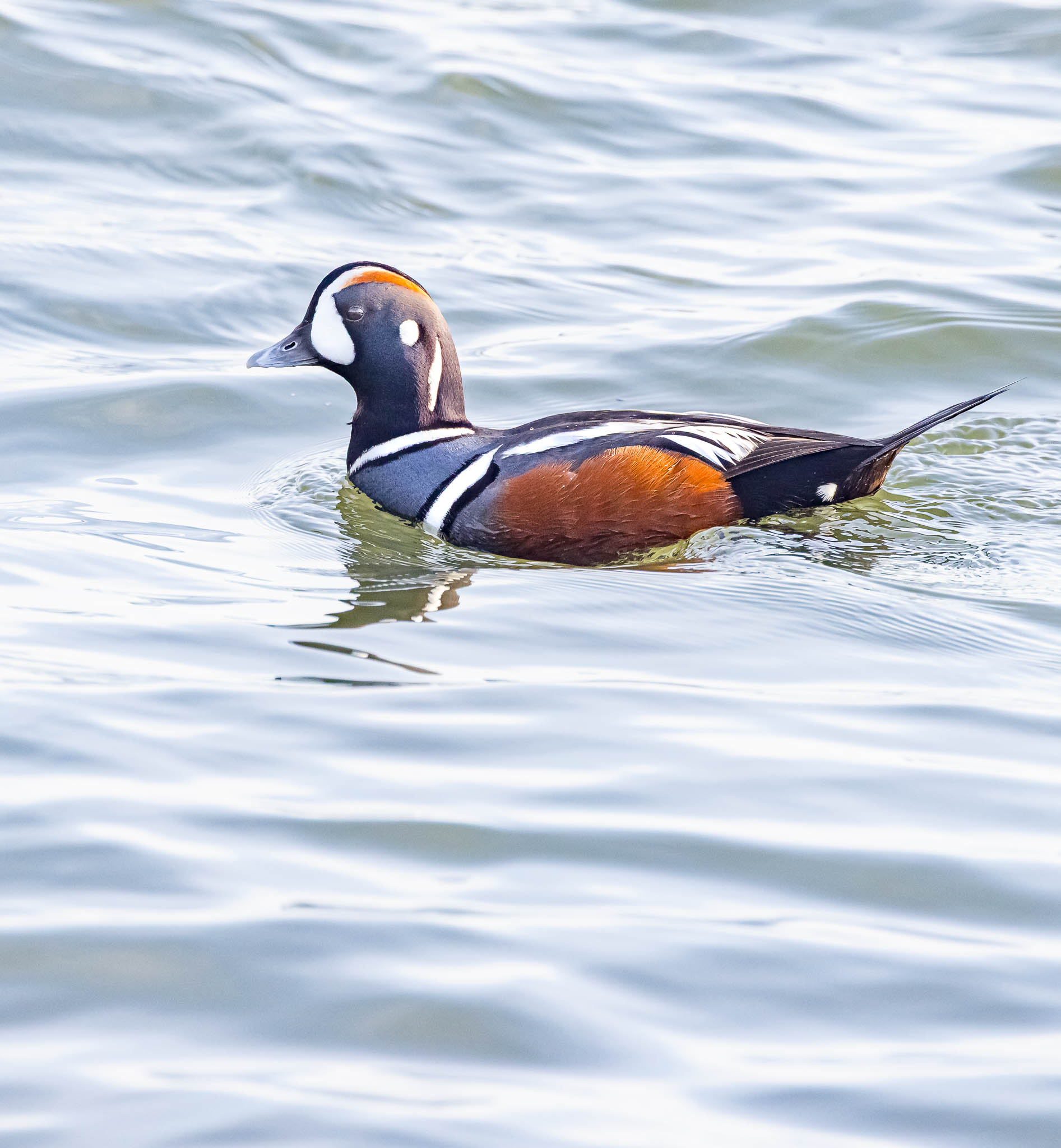 Harlequin Duck