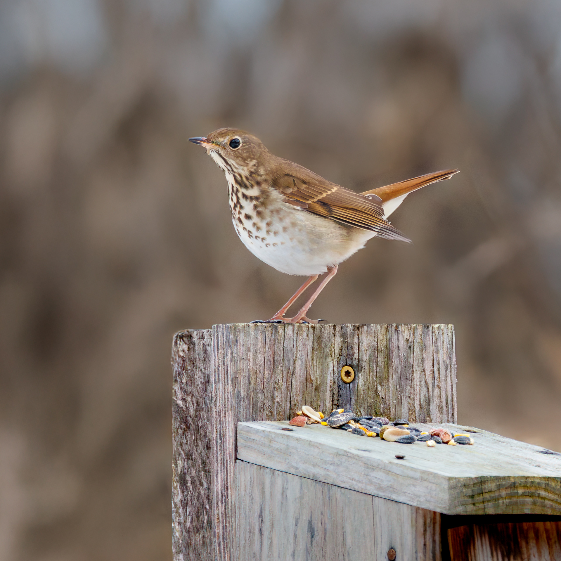 Hermit Thrush