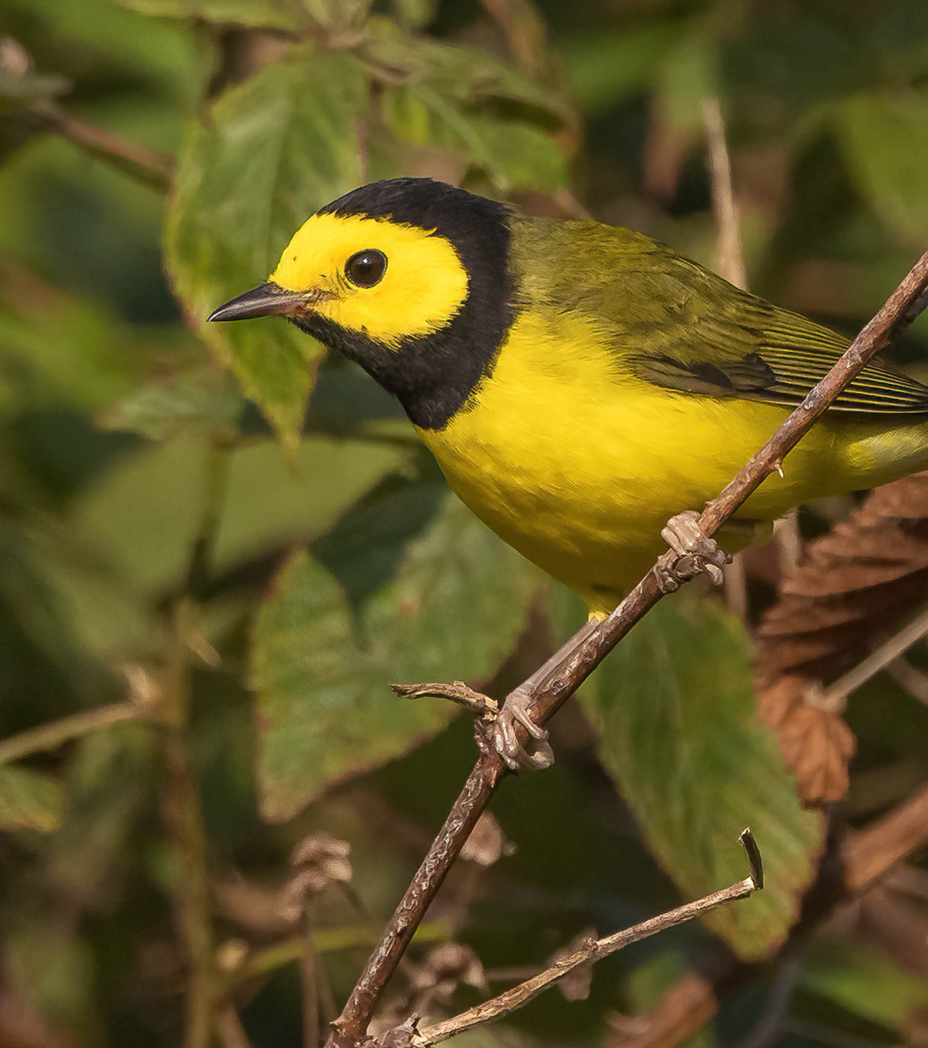 Hooded Warbler
