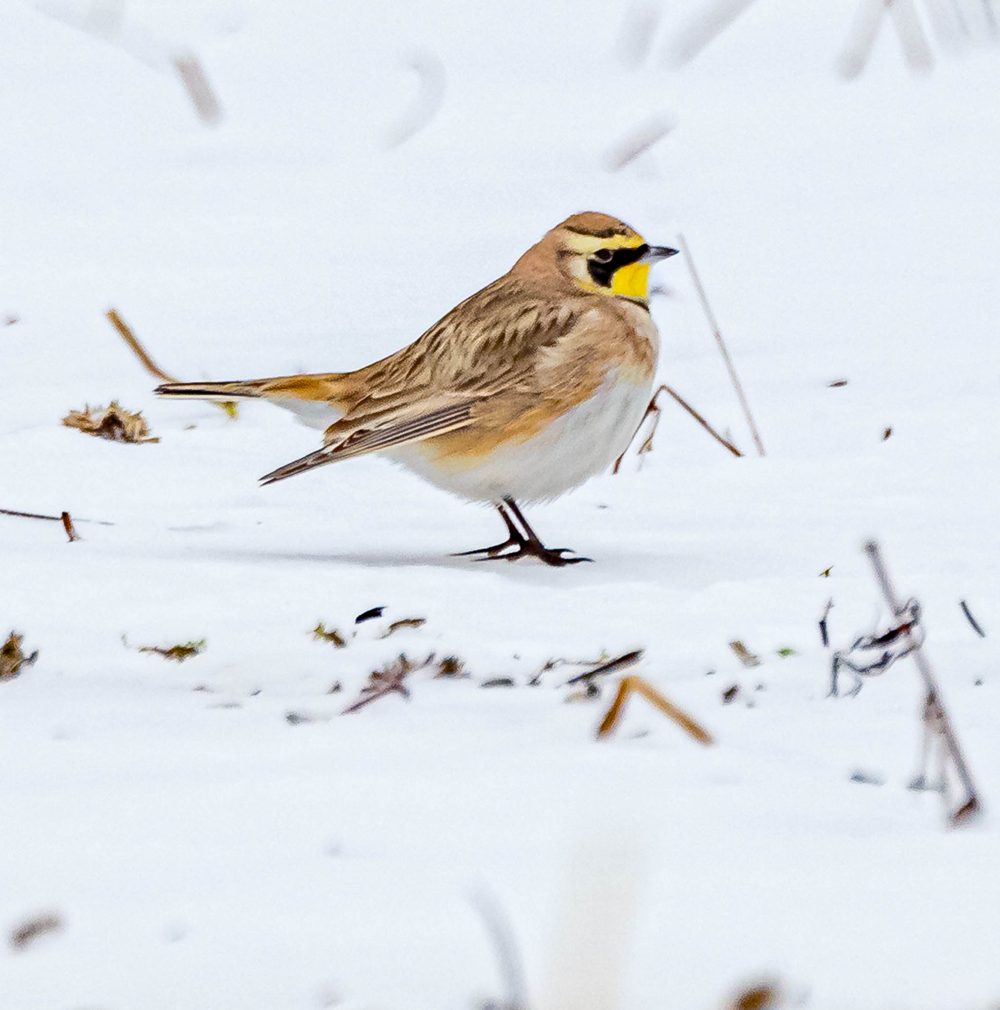Horned Lark