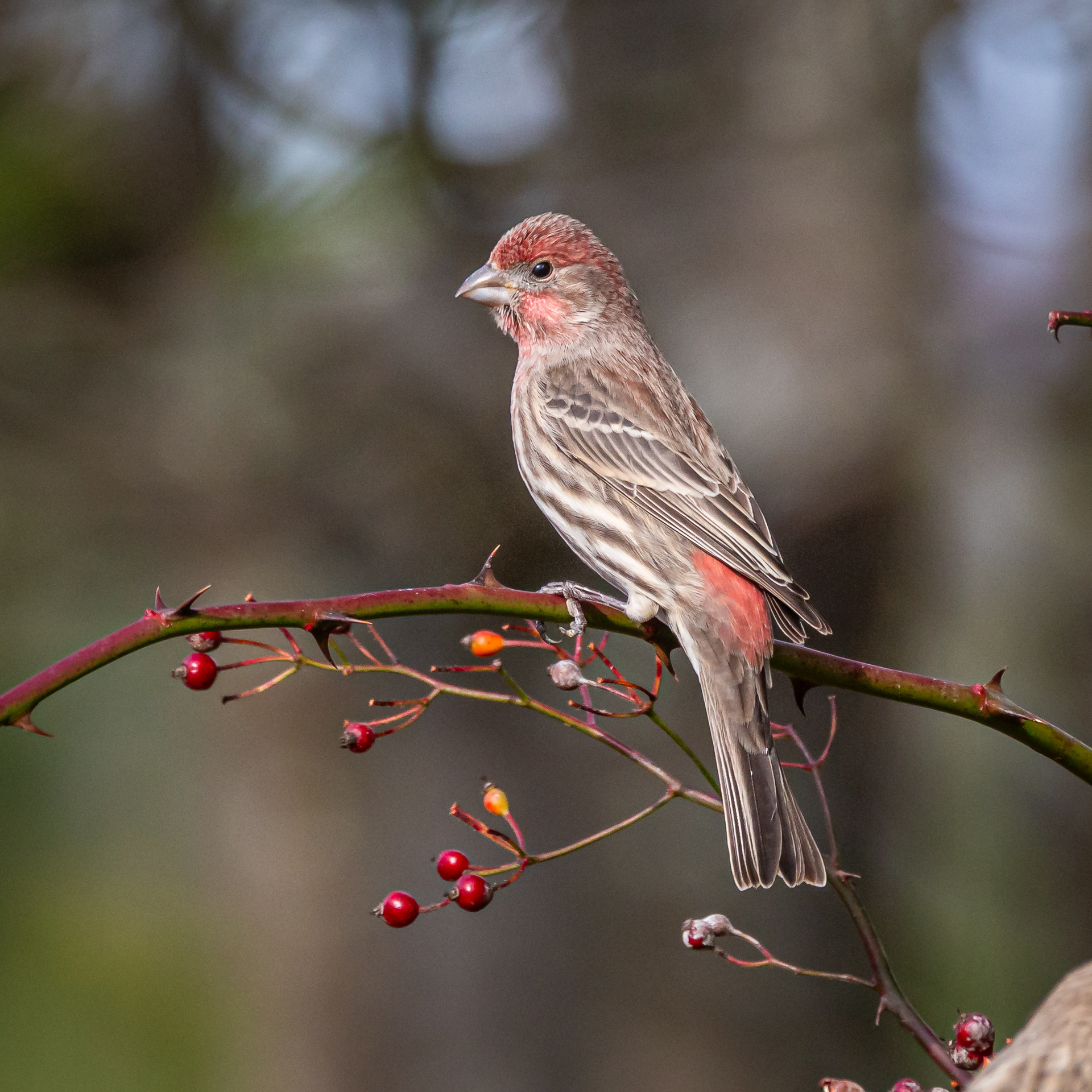 House Finch