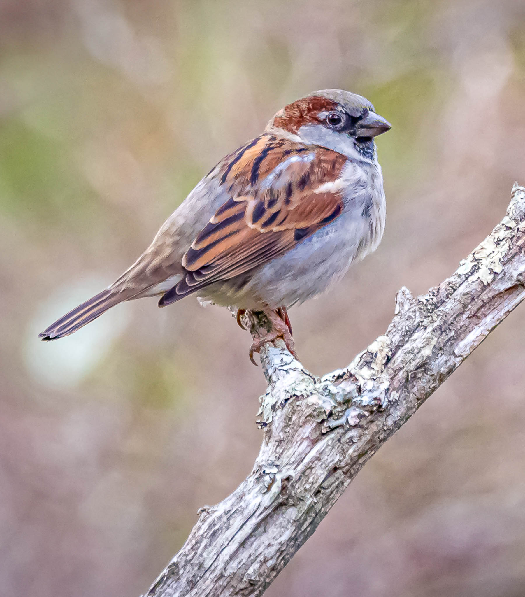 House Sparrow