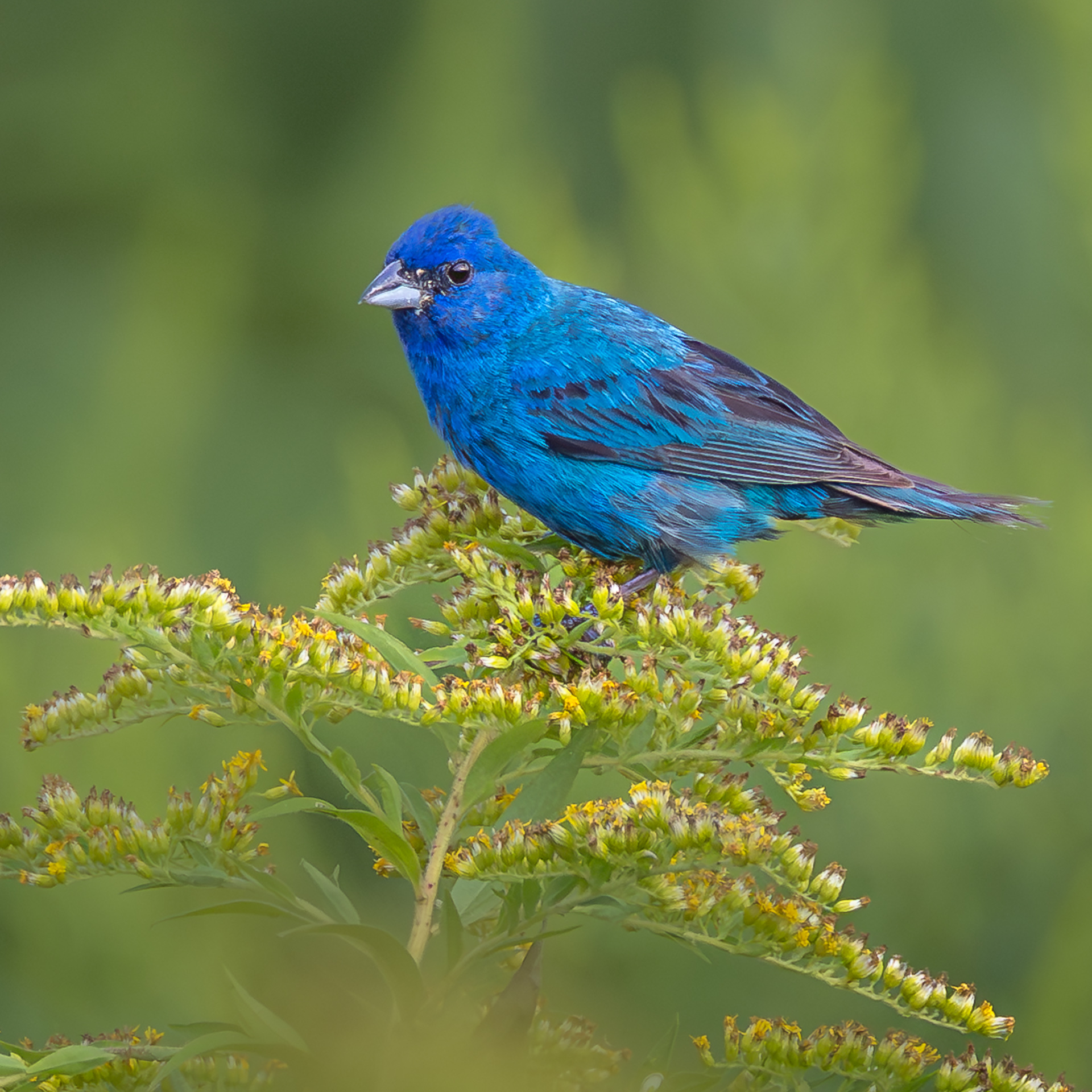 Indigo Bunting