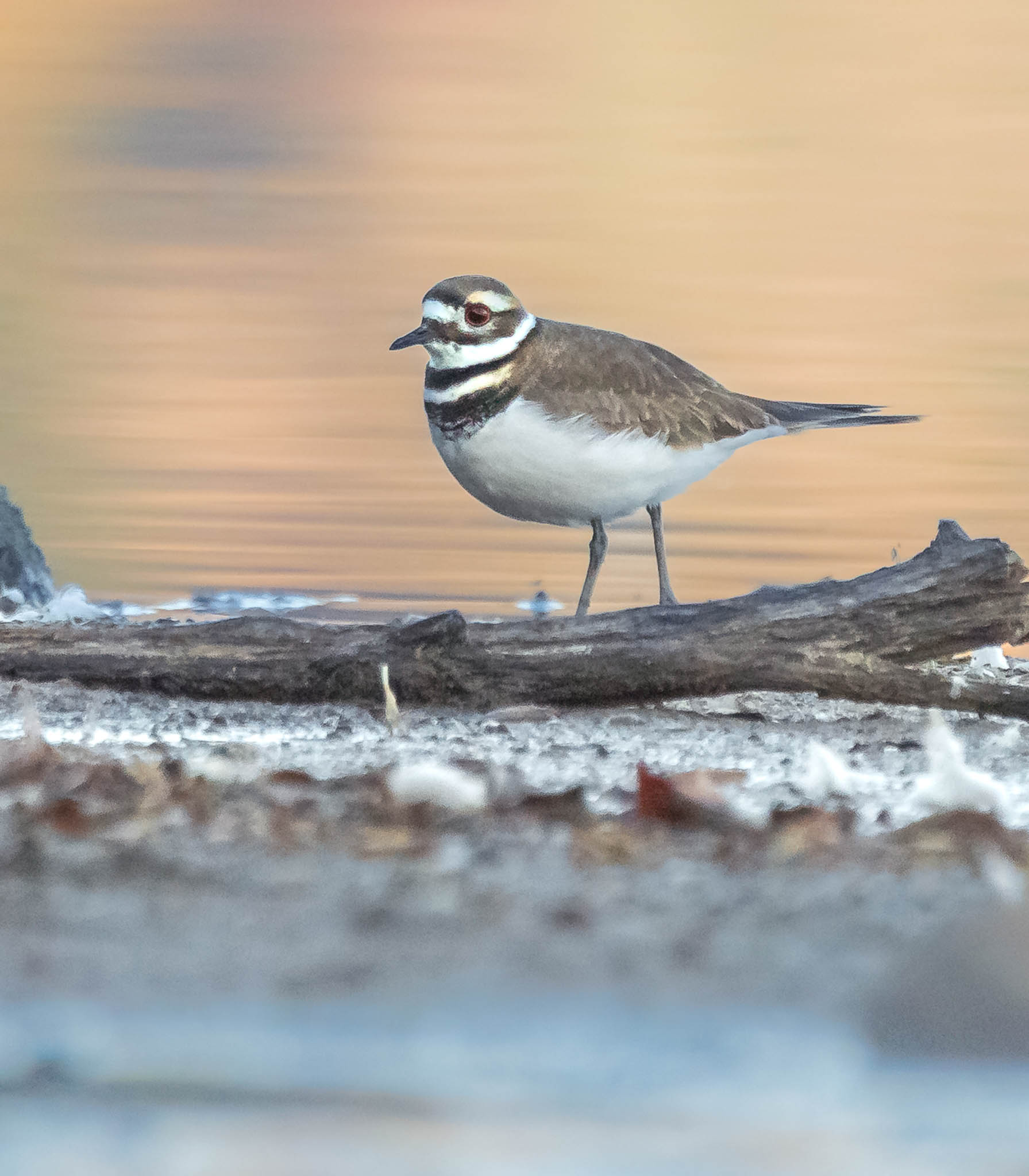 Killdeer